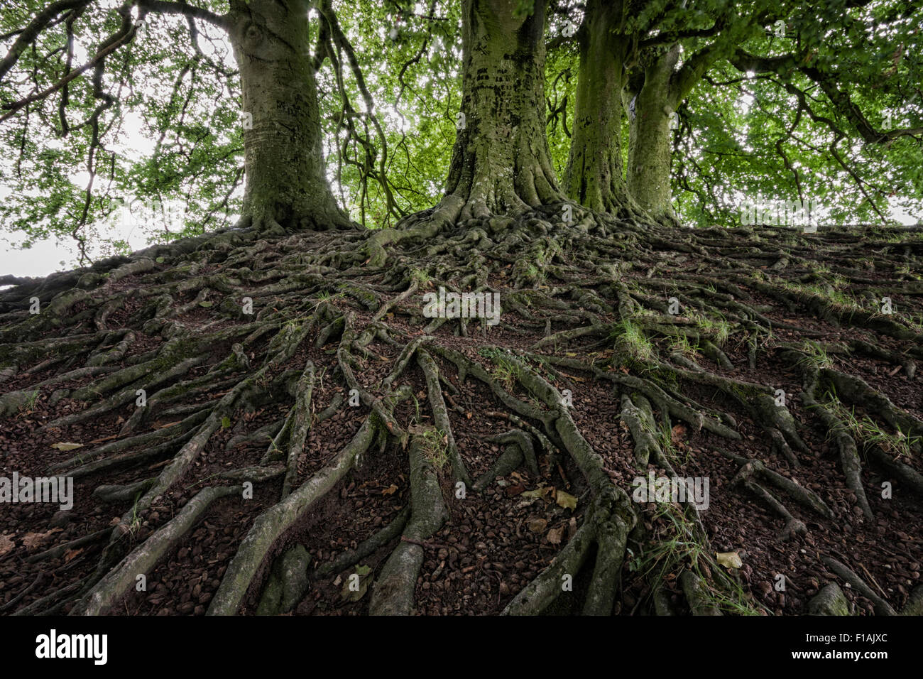 Exposés des racines des arbres de hêtres sur une rive du henge à Avebury Stone Circle et néolithique henge monument, Wiltshire, Royaume-Uni Banque D'Images