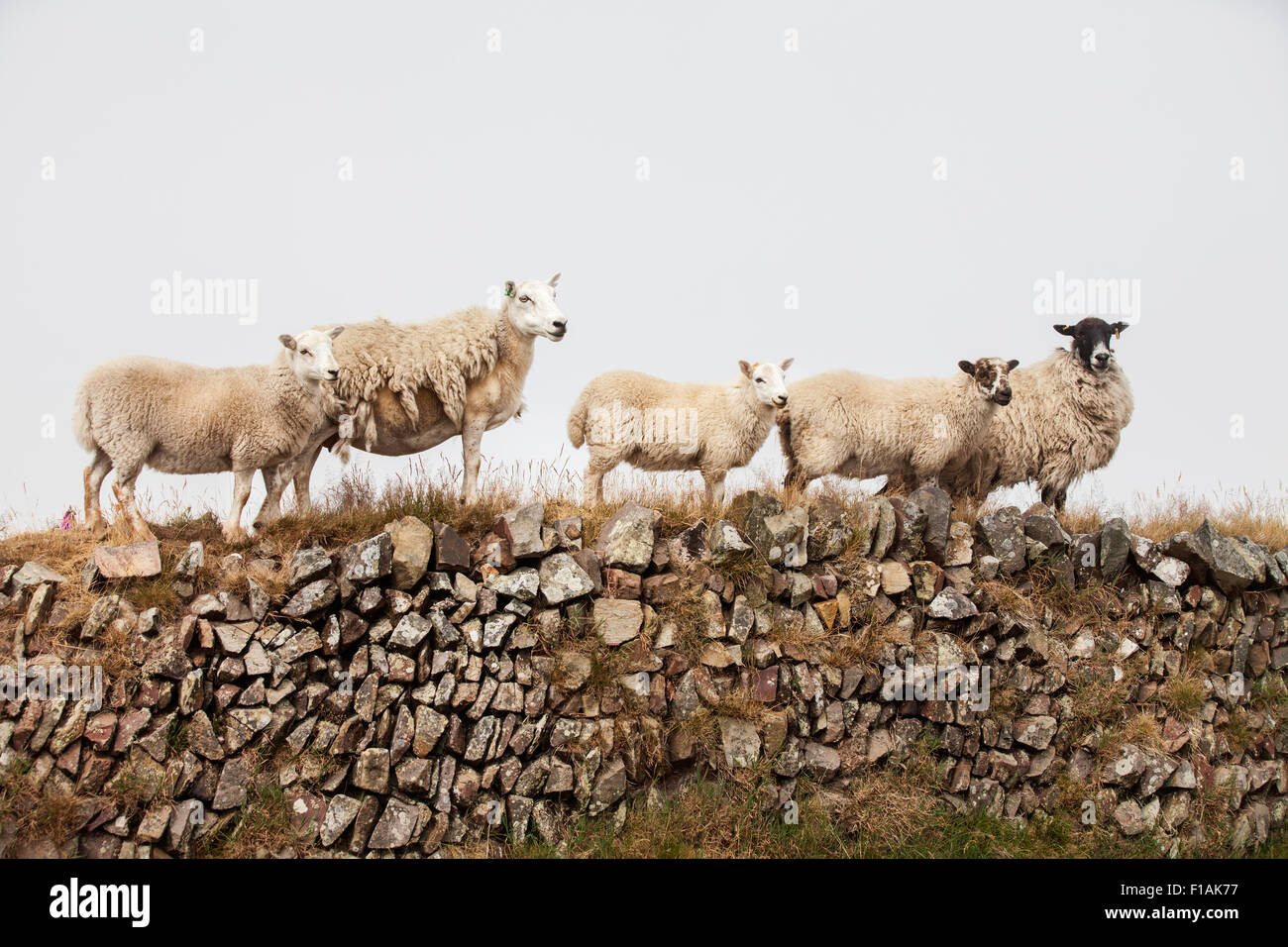 Un groupe de moutons, Ovis aries, et des agneaux debout dans une ligne sur un mur en pierre sèche de vue dans la campagne anglaise sur un gris terne journée de printemps Banque D'Images