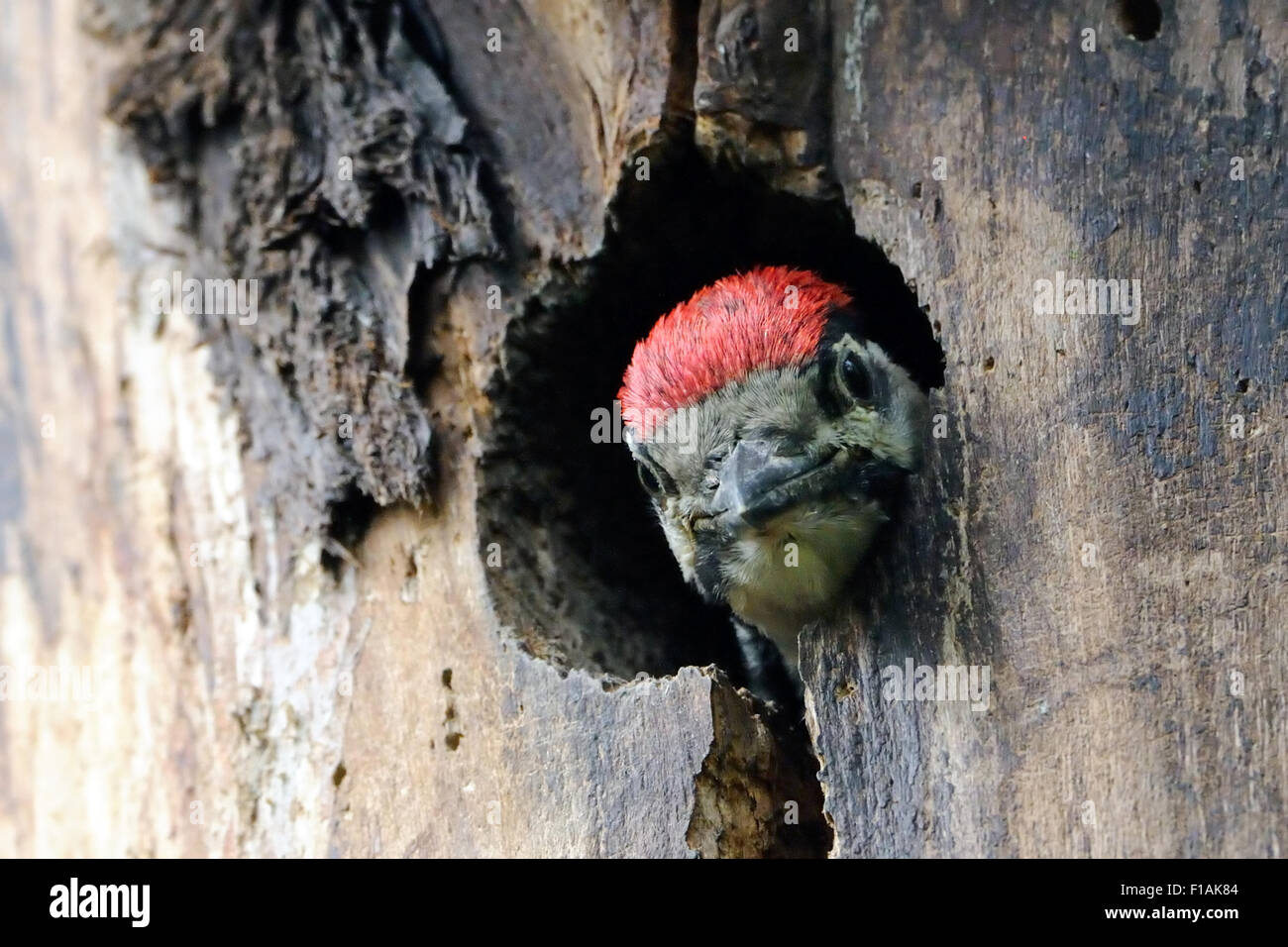 Pic mineur regarde de nid hollow Banque D'Images