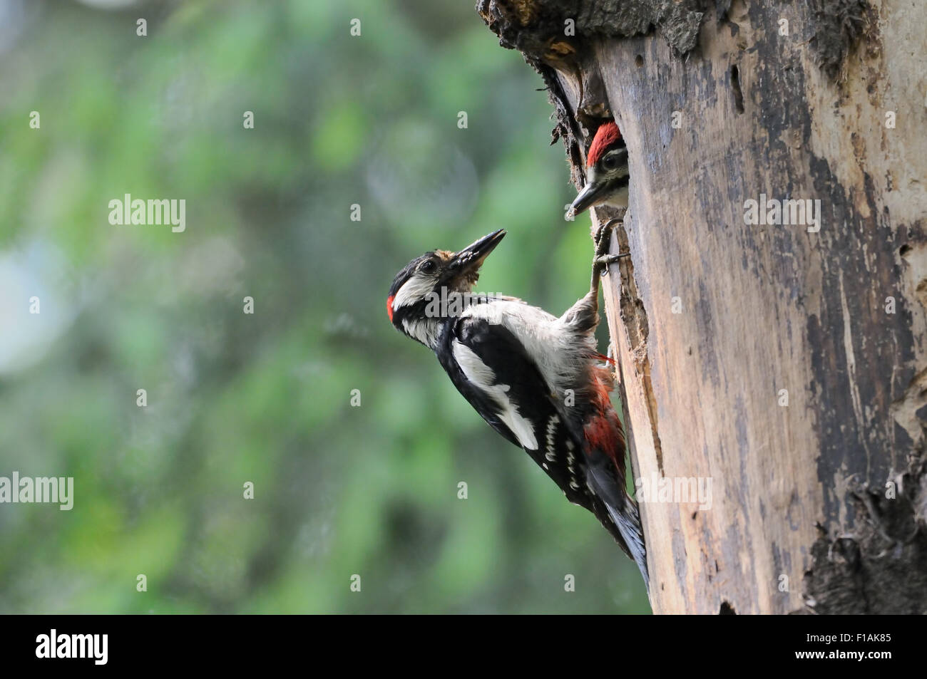 Nourrir bébé pic oiseau au creux du nid Banque D'Images
