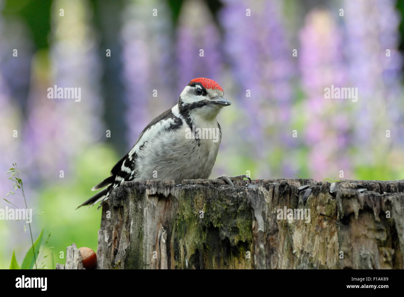 Pic mineur sur le moignon contre lupin violet flowers background Banque D'Images