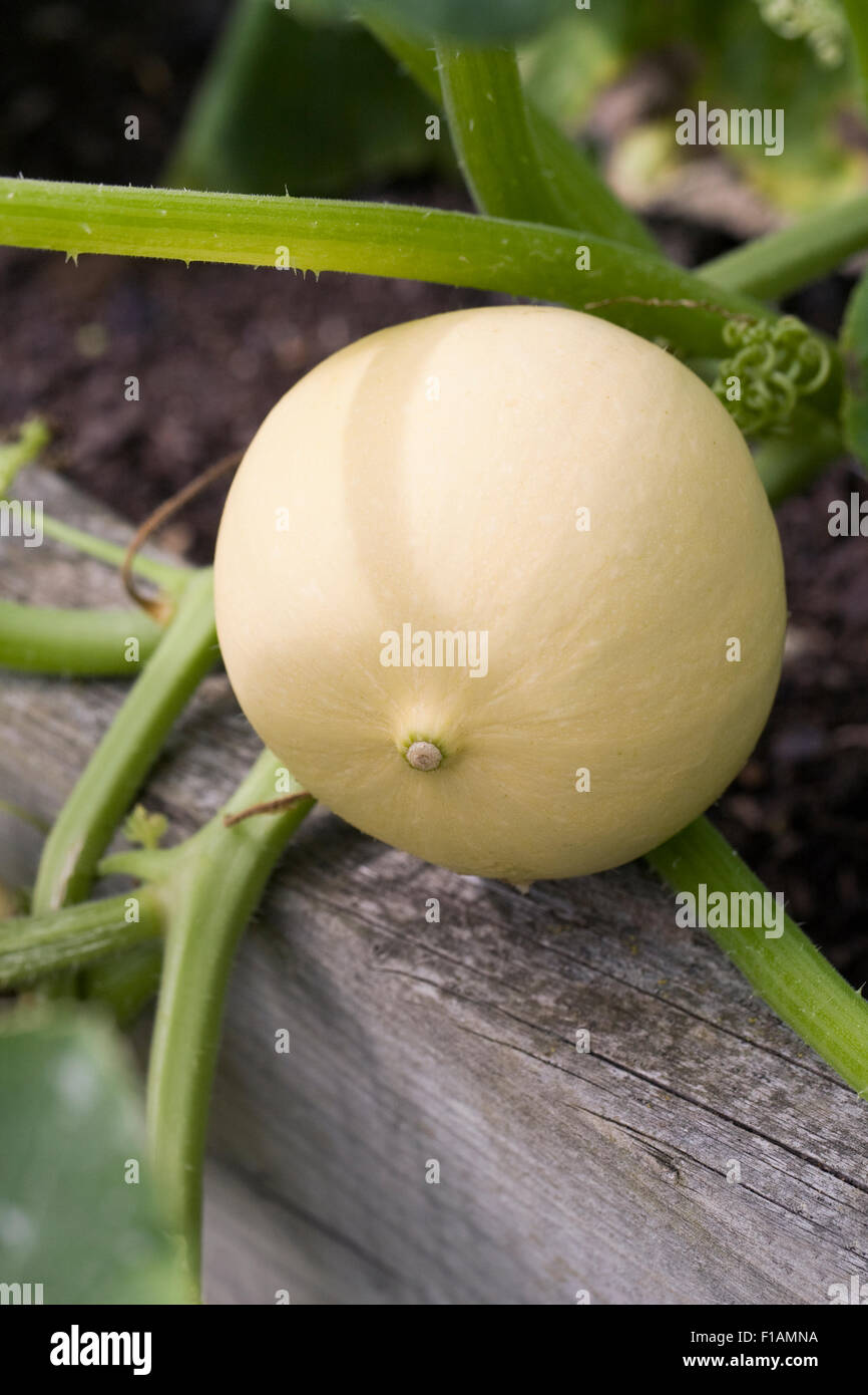 Courge spaghetti dans un lit de plus en plus soulevées Banque D'Images