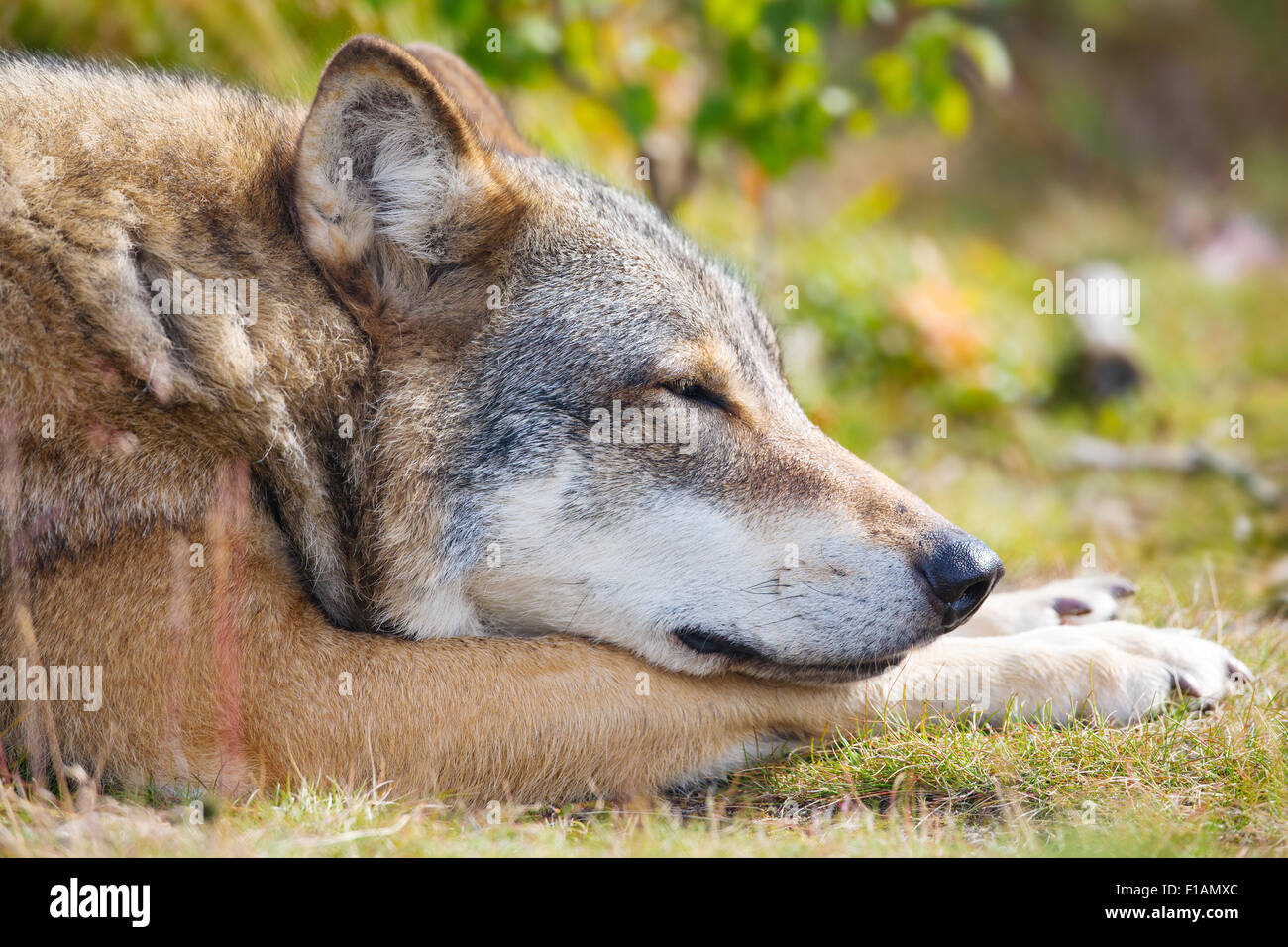 Close up de sleepy wolf qui repose dans la forêt Banque D'Images