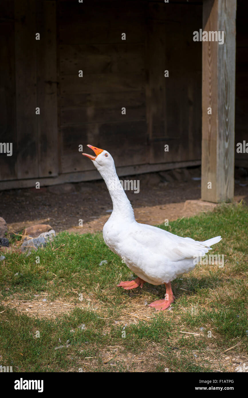 Old Bethpage, New York, USA. 30 août, 2015. Un blanc d'oie d'Embden domestiqués, avec facture orange et les pieds, réclame à la basse-cour dans l'exploitation agricole au cours de Powell Old Time Music Week-end à l'ancien Bethpage Village Restauration sur Long Island. Credit : Ann E Parry/Alamy Live News Banque D'Images