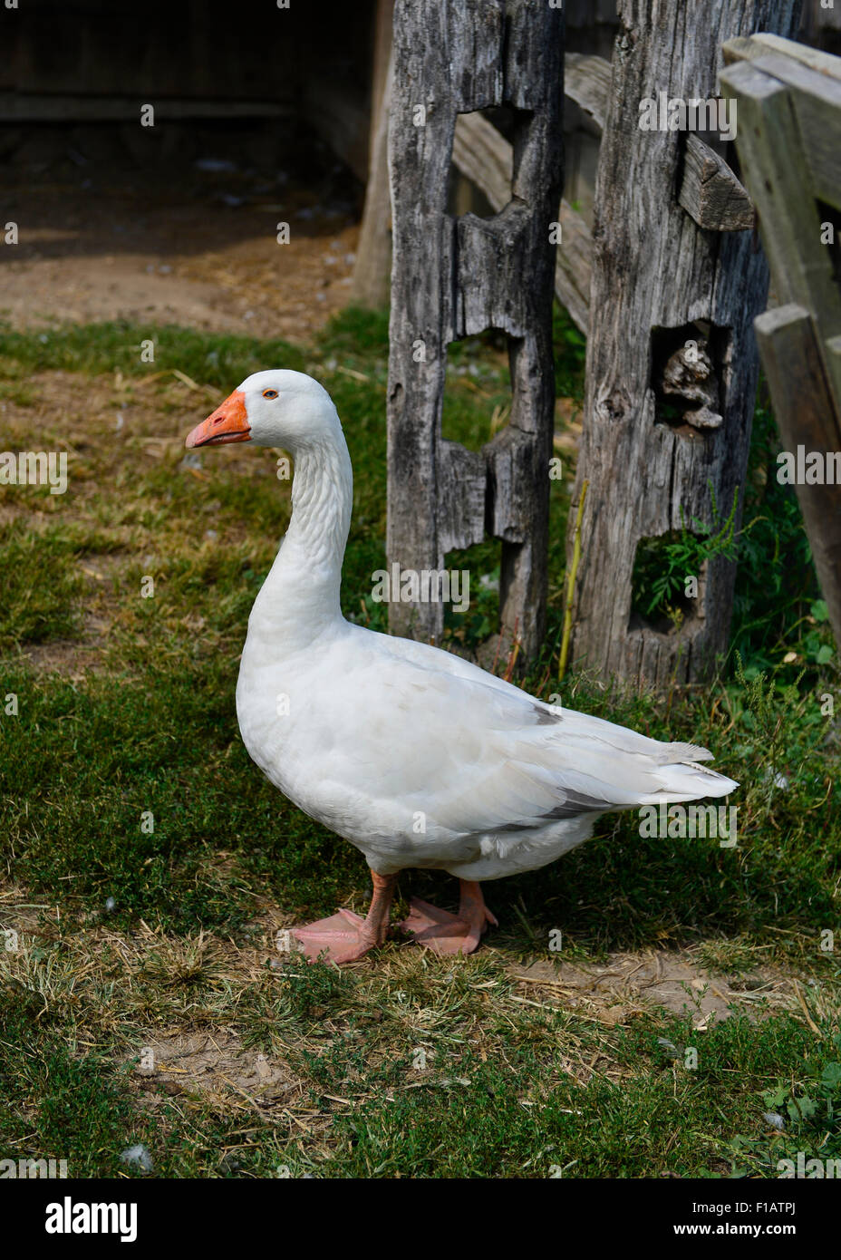 Old Bethpage, New York, USA. 30 août, 2015. Un blanc d'oie d'Embden domestiqués, avec facture orange et les pieds, marche dans la basse-cour de la Powell ferme pendant Old Time Music Week-end à l'ancien Bethpage Village Restauration sur Long Island. Credit : Ann E Parry/Alamy Live News Banque D'Images