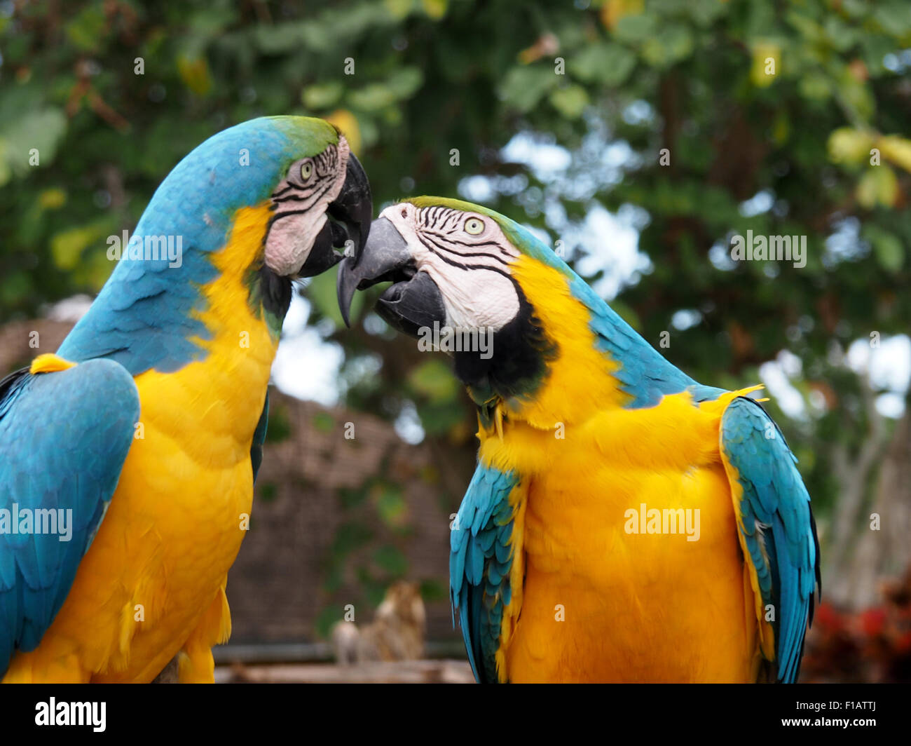 Paire d'Aras bleu et jaune montrer de l'affection Banque D'Images