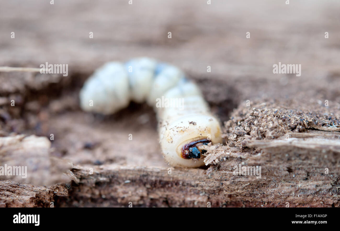 Peu woodworm Golf Polo se trouve sur un arbre Banque D'Images
