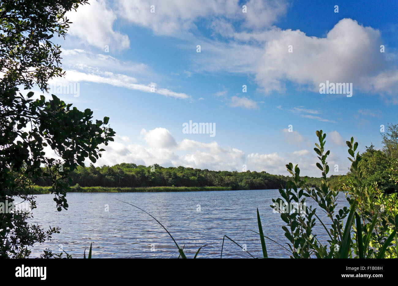 Une vue de Cockshoot large sur la réserve naturelle nationale des marais de Bure près de Woodbastwick, Norfolk, Angleterre, Royaume-Uni. Banque D'Images