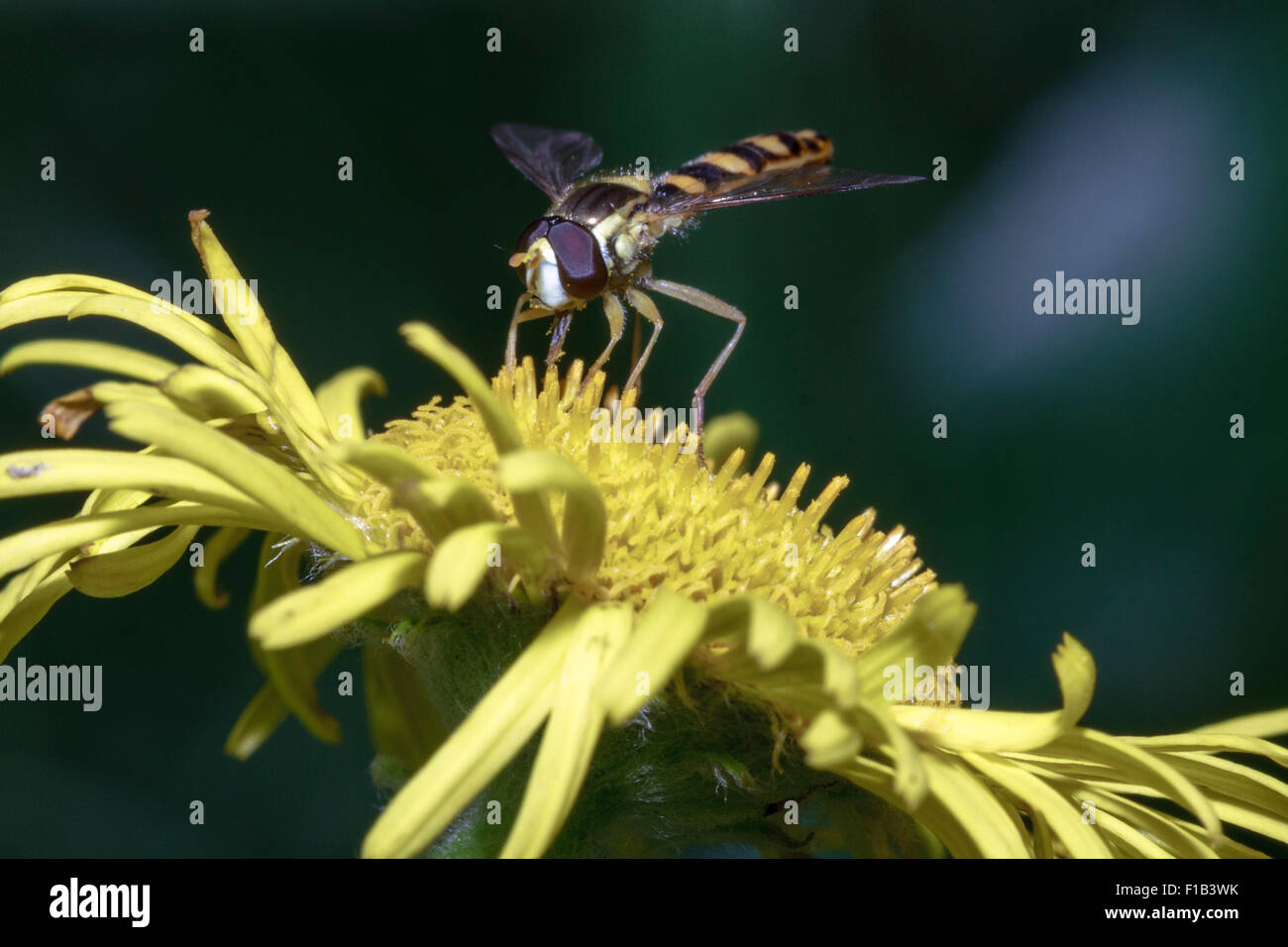 Hoverfly (Sphaerophoria scripta) se nourrissant de plante dans l'East Sussex, UK Banque D'Images Hoverfly (Sphaerophoria scripta) se nourrissant de plante dans l'East Sussex, UK Banque D'Images