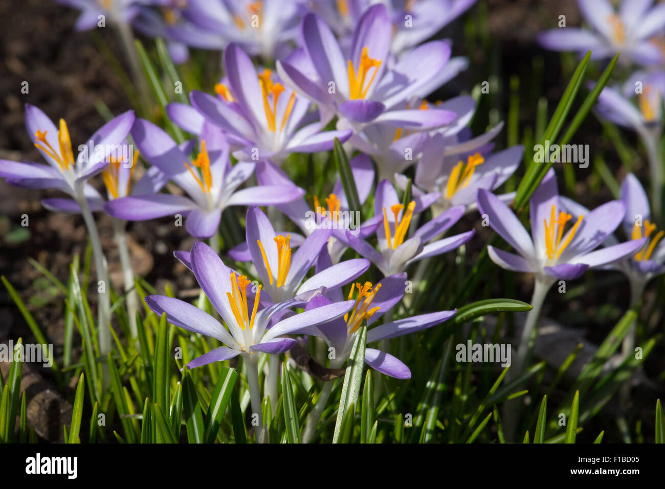 Crocus violets Banque D'Images