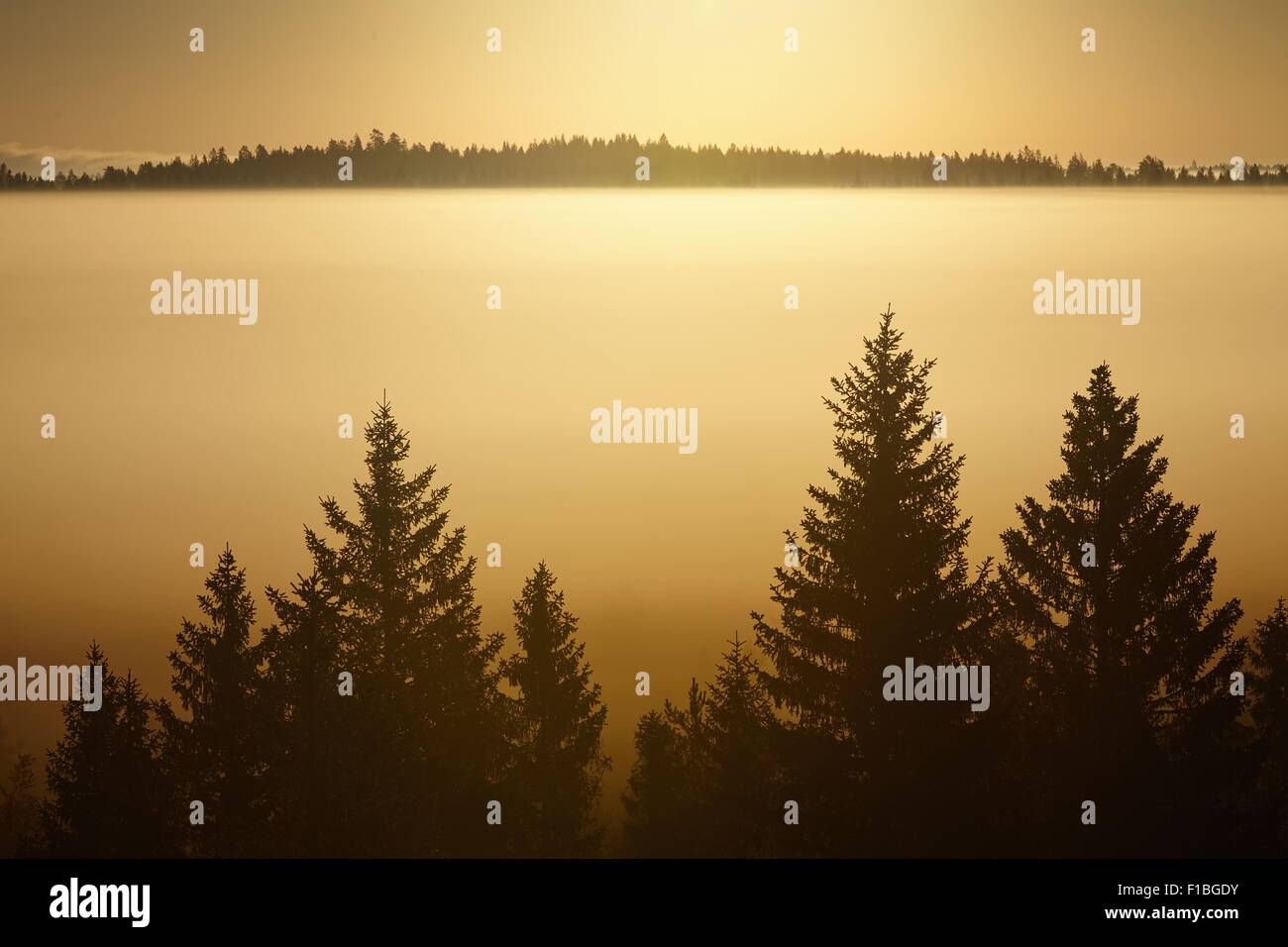 Arbres dans la brume du matin. Silhouettes des grands arbres dans la lumière du matin d'or. Banque D'Images