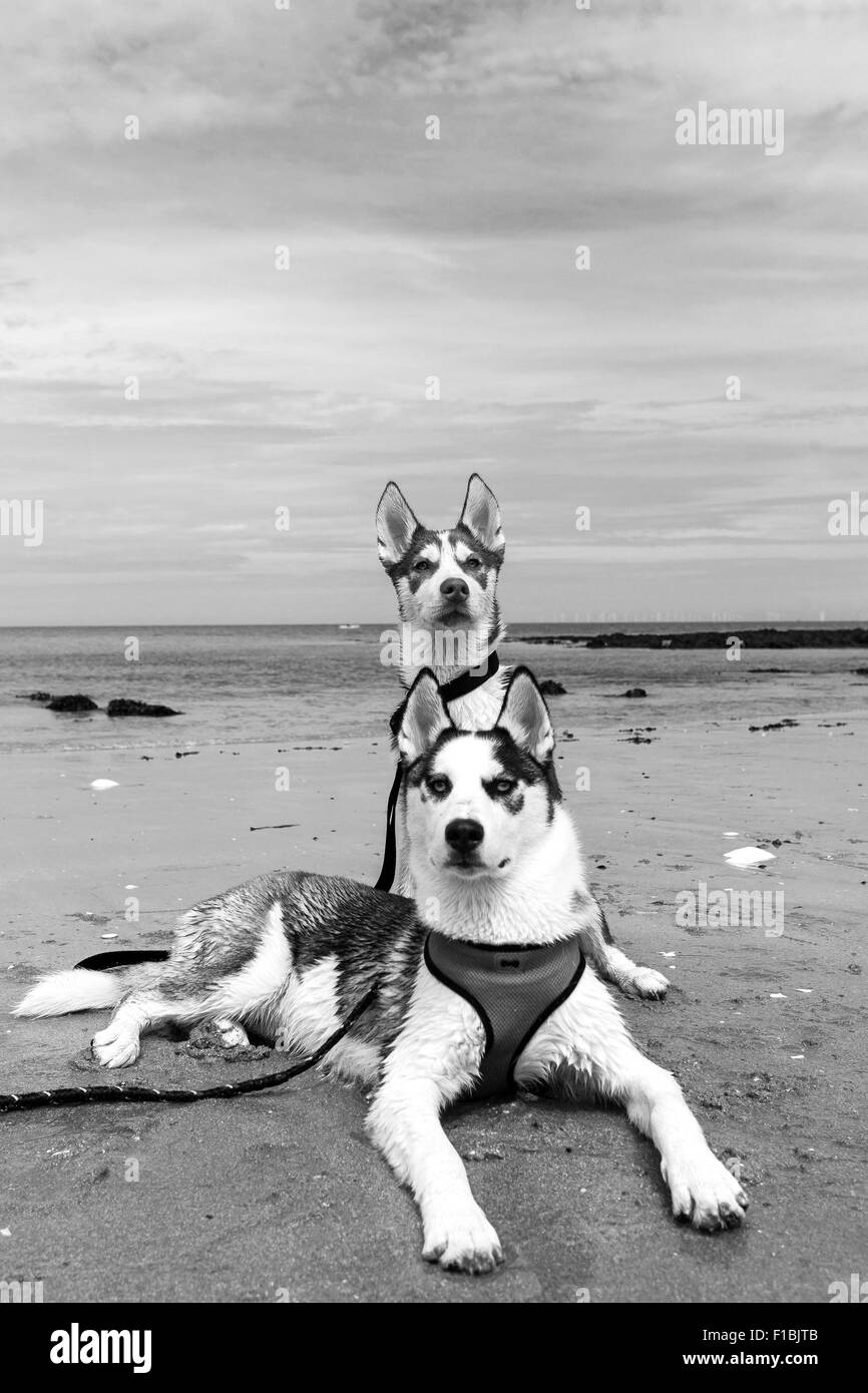 Une photographie en noir et blanc de deux chiots husky de Sibérie Banque D'Images