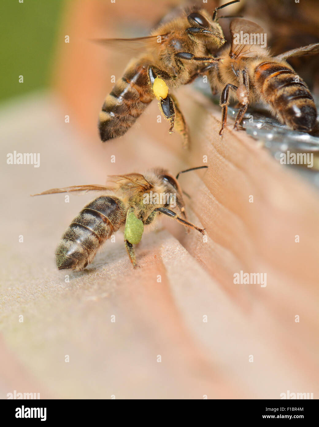 Les abeilles revenant à la ruche avec différents couleurs de pollen sur leurs pattes - Couleur du pollen varie selon les espèces de fleurs Banque D'Images