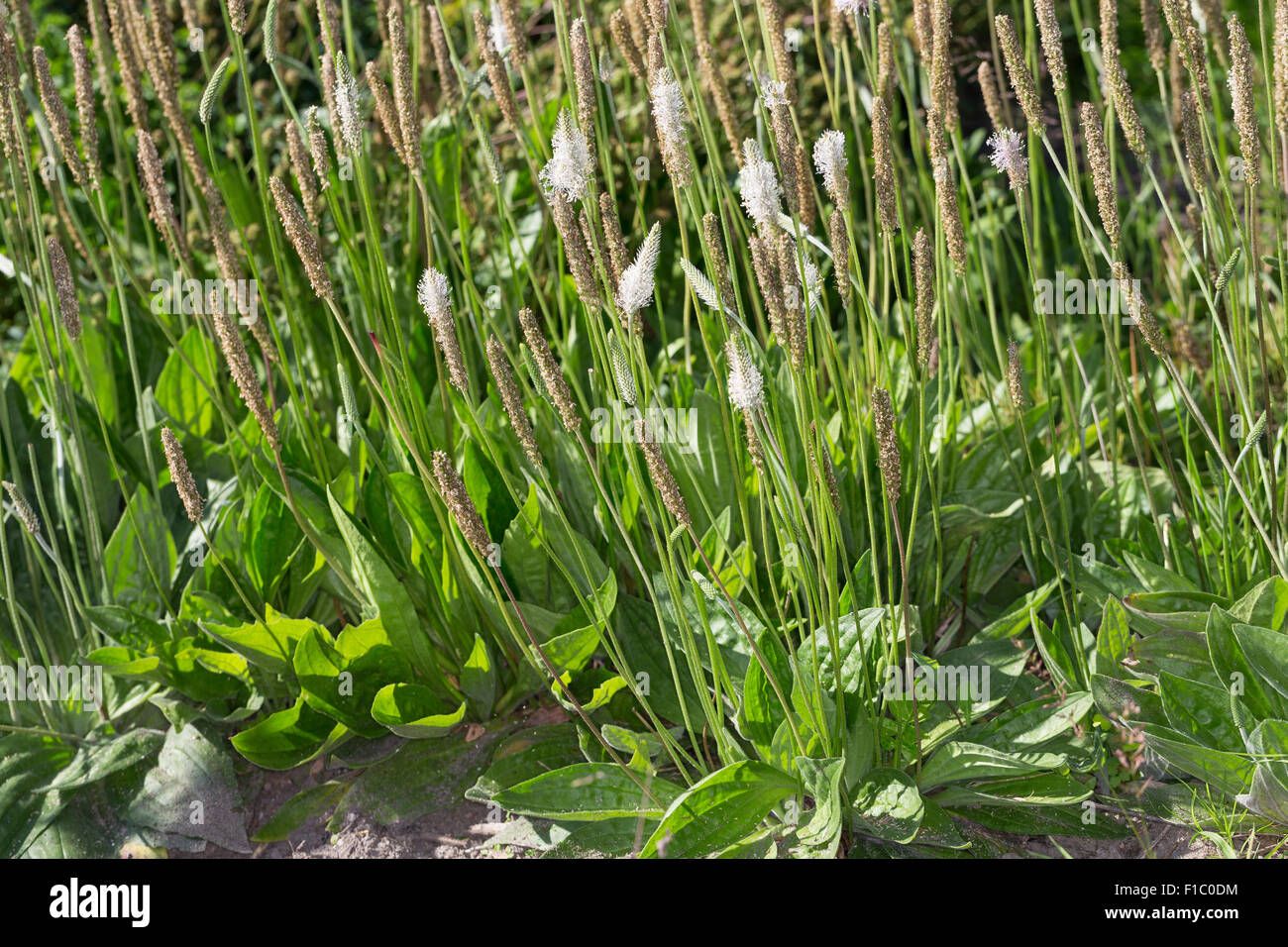 Pycnanthème gris moyen, plantain, plaintain Mittlerer Wegerich, Weide-Wegerich, Plantago media Banque D'Images