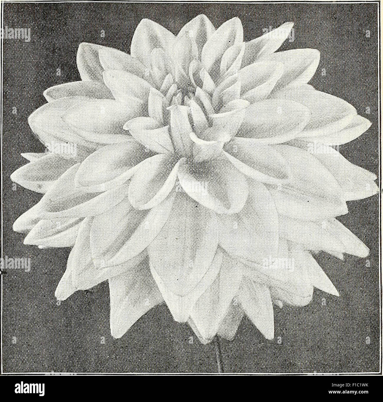 Dreer's Liste des prix de gros : semences de légumes plantes fleuristes semences, outils, engrais, matériel divers, etc. Banque D'Images
