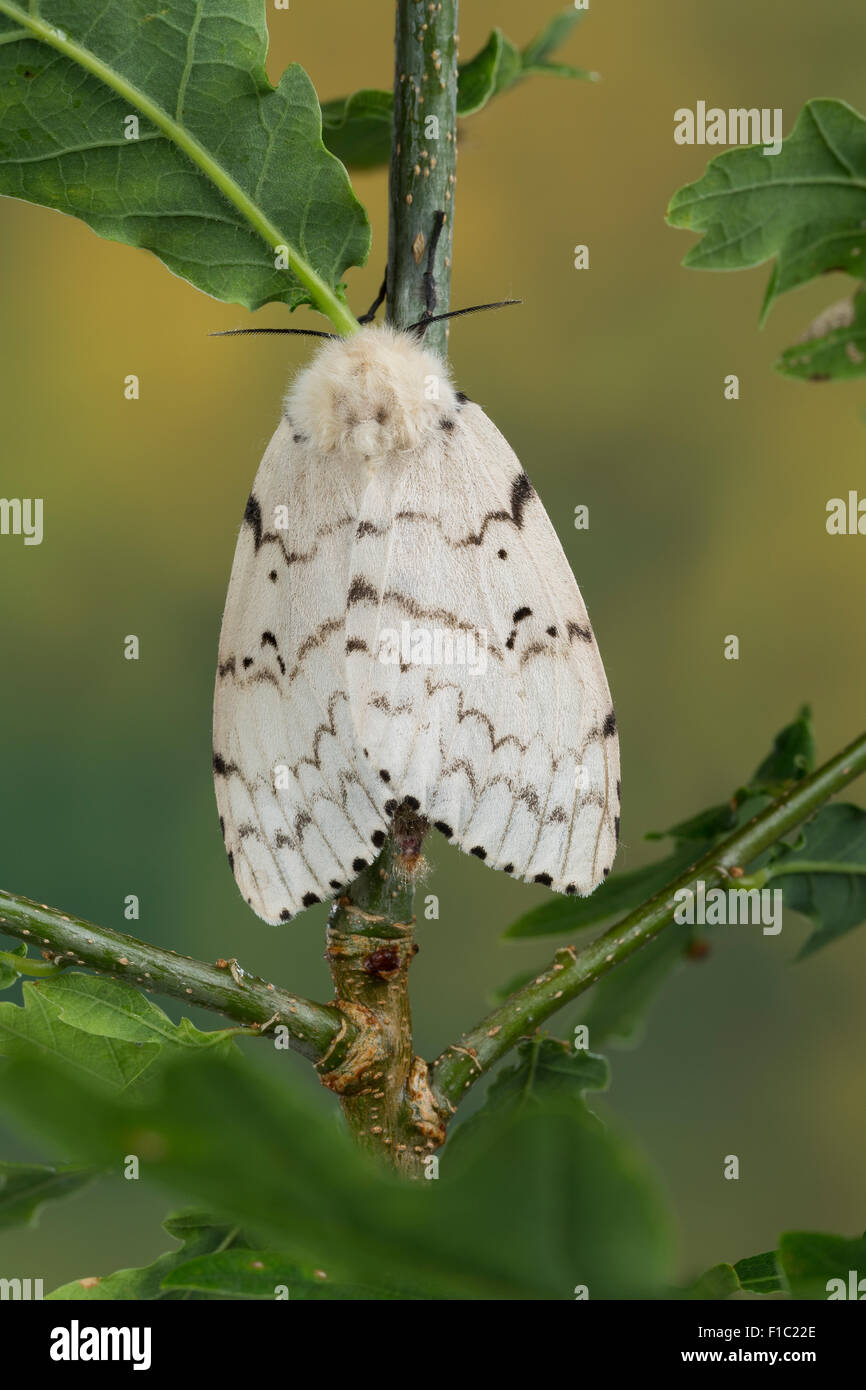 La spongieuse, Spongieuse, Schwammspinner Schwamm-Spinner femme,,,, Weibchen Lymantria dispar, bombyx disparate Banque D'Images