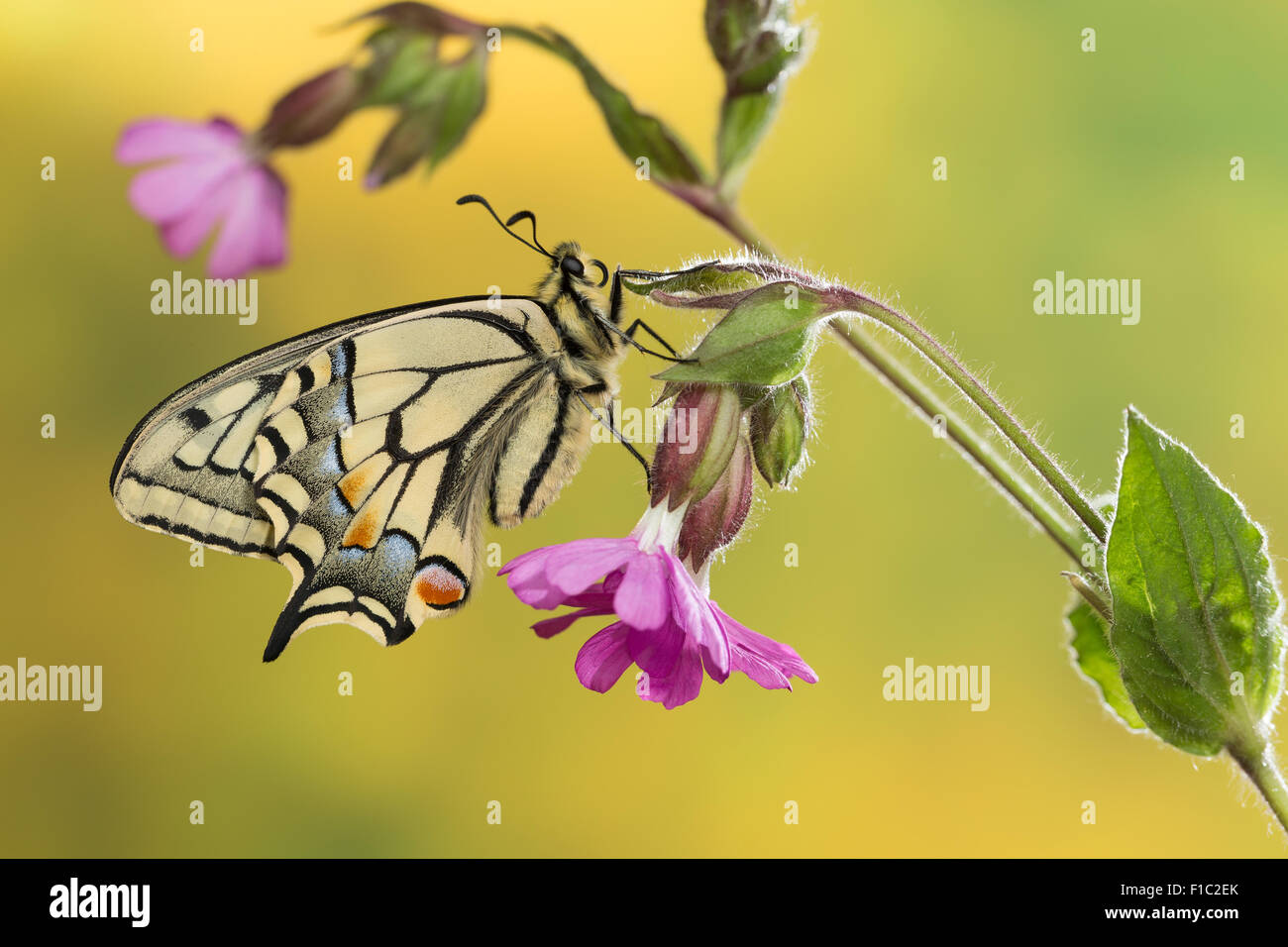 Ancien Monde, machaon machaon jaune commun, avalez-queue, Schwalbenschwanz, Papilio machaon, le machaon, Grand porte-queue Banque D'Images