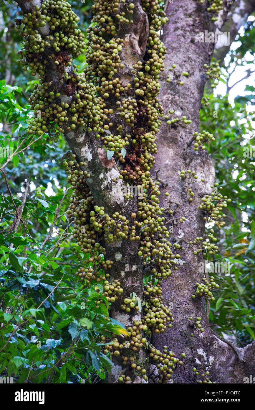 La culture des fruits à partir du tronc d'un ficus (fig) arbre dans la forêt tropicale du Queensland, Australie Banque D'Images