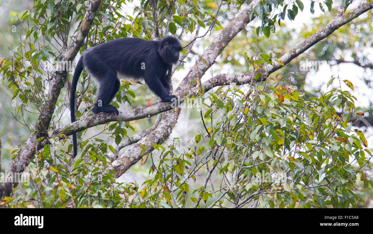 Javan Lutung (Trachypithecus auratus), également connu sous le nom de Ebony Langur, dans le parc national de Gunung Halimun, Java, Indonésie Banque D'Images