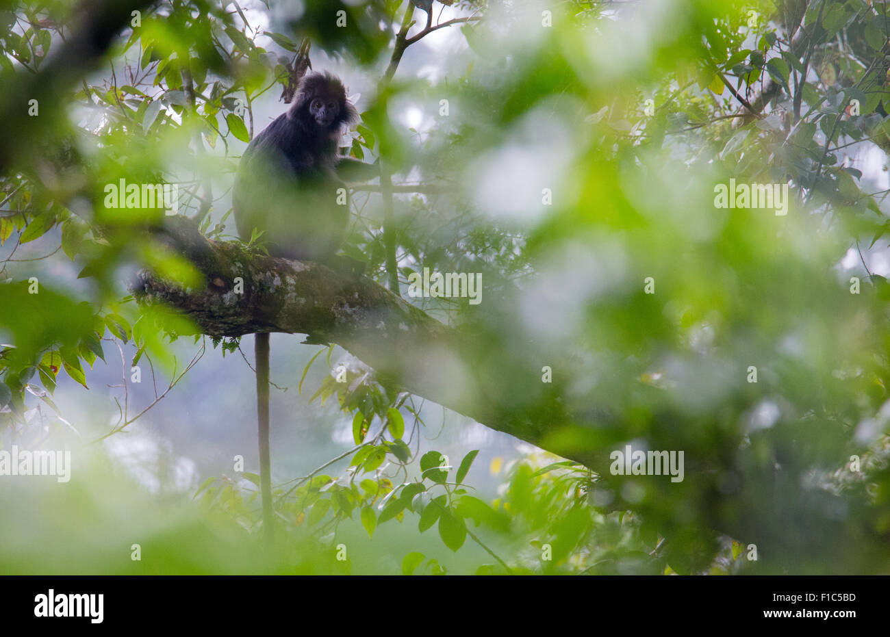 Javan Lutung (Trachypithecus auratus), également connu sous le nom de Ebony Langur, dans le parc national de Gunung Halimun, Java, Indonésie Banque D'Images