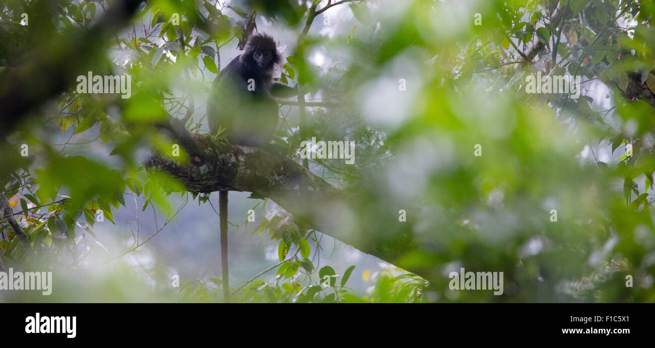Javan Lutung (Trachypithecus auratus), également connu sous le nom de Ebony Langur, dans le parc national de Gunung Halimun, Java, Indonésie Banque D'Images