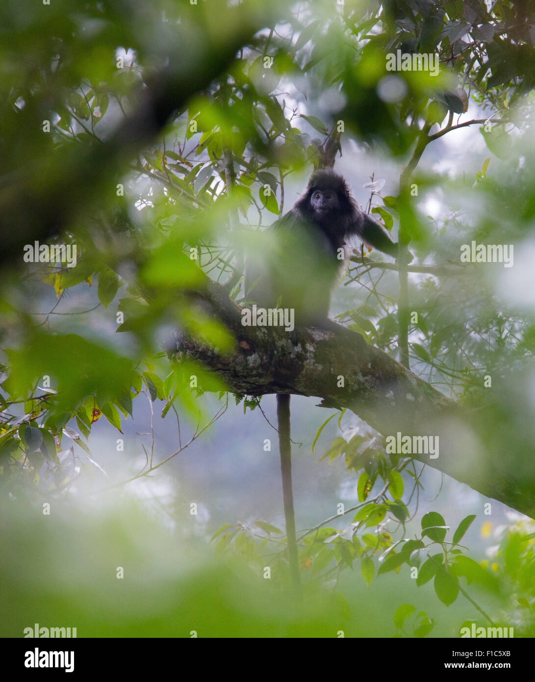 Javan Lutung (Trachypithecus auratus), également connu sous le nom de Ebony Langur, dans le parc national de Gunung Halimun, Java, Indonésie Banque D'Images