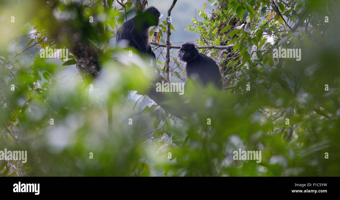 Javan Lutung (Trachypithecus auratus), également connu sous le nom de Ebony Langur, dans le parc national de Gunung Halimun, Java, Indonésie Banque D'Images