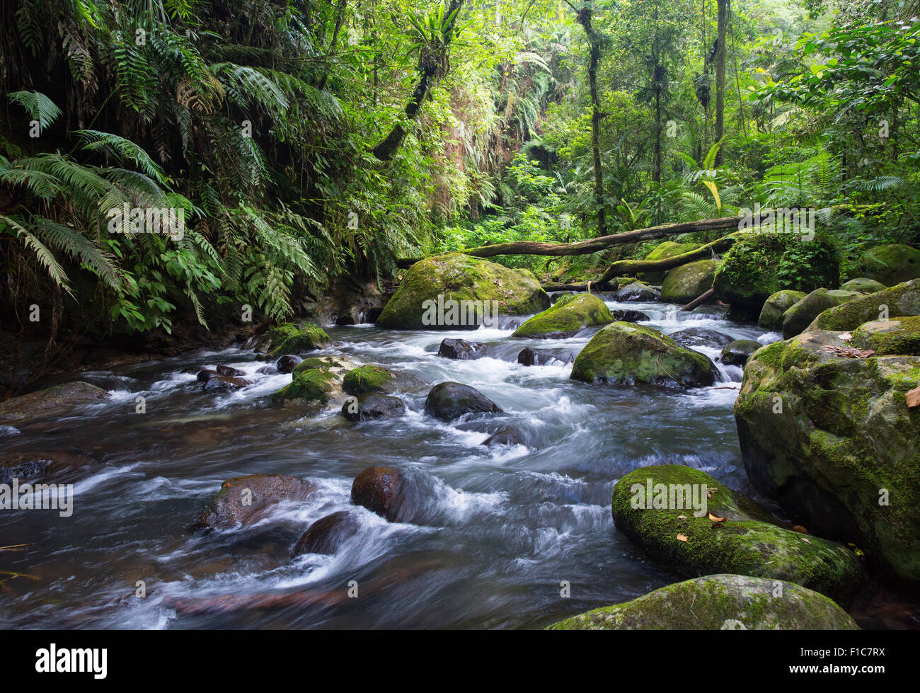 Ruisseau coule à travers la forêt tropicale de montagne dans le parc national de Gunung Halimun, Java, Indonésie Banque D'Images