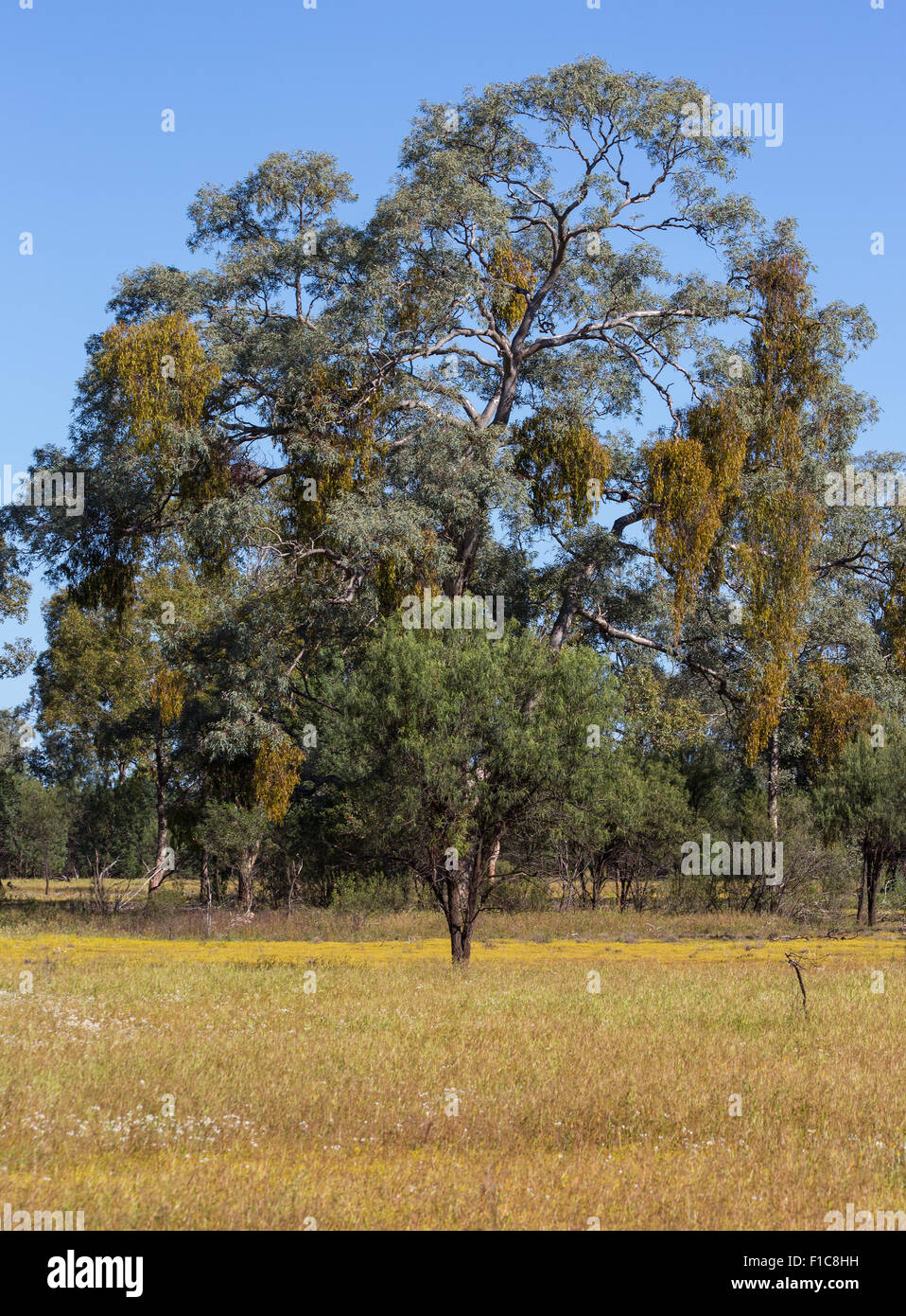 Avec l'eucalyptus de croissance et du gui suspendu à des branches, NSW, Australie Banque D'Images