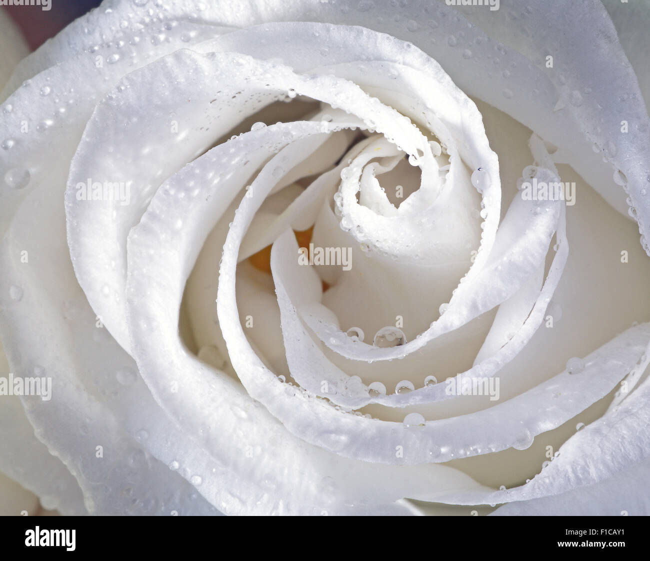 Libre d'une rose blanche avec des gouttes d'eau sur les pétales Banque D'Images