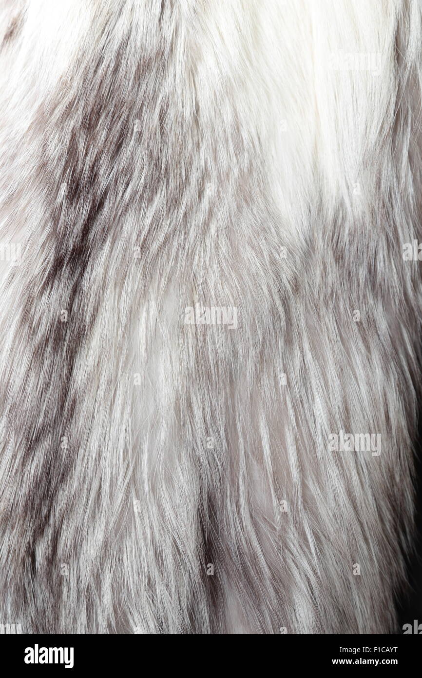 Manteau de renard argenté utilisé comme texture de fourrure ou dans le  milieu naturel Photo Stock - Alamy