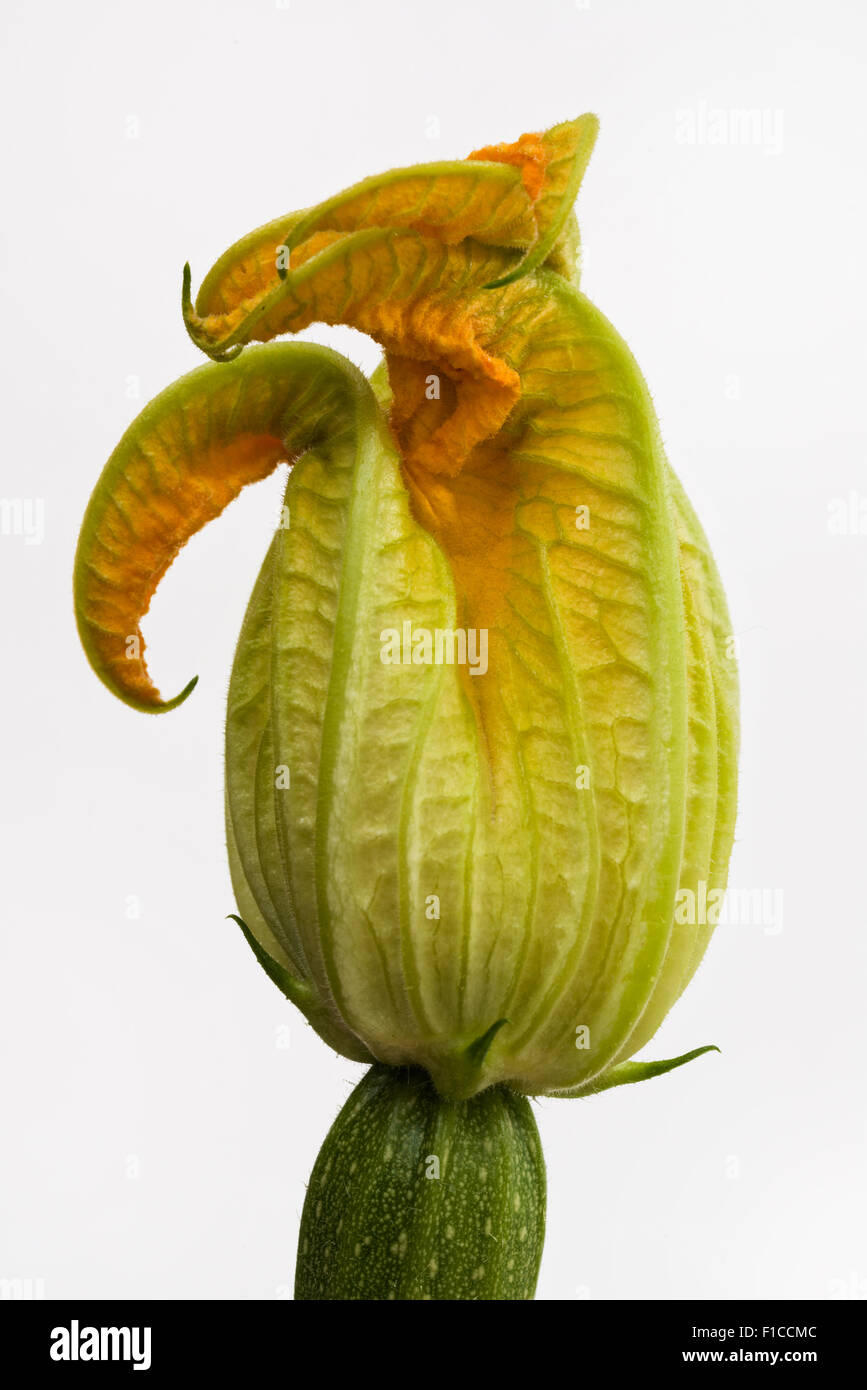 Fleurs de courgettes sur un fond blanc. Banque D'Images