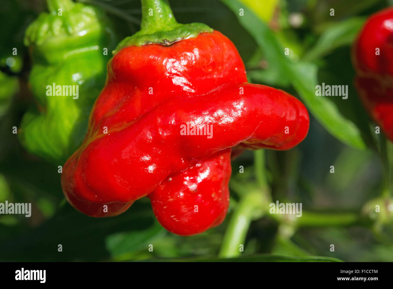 Un piment Scotch Bonnet (Capsicum chinense), avec sa forme de Tam O'Shanter. UK, 2015. Banque D'Images
