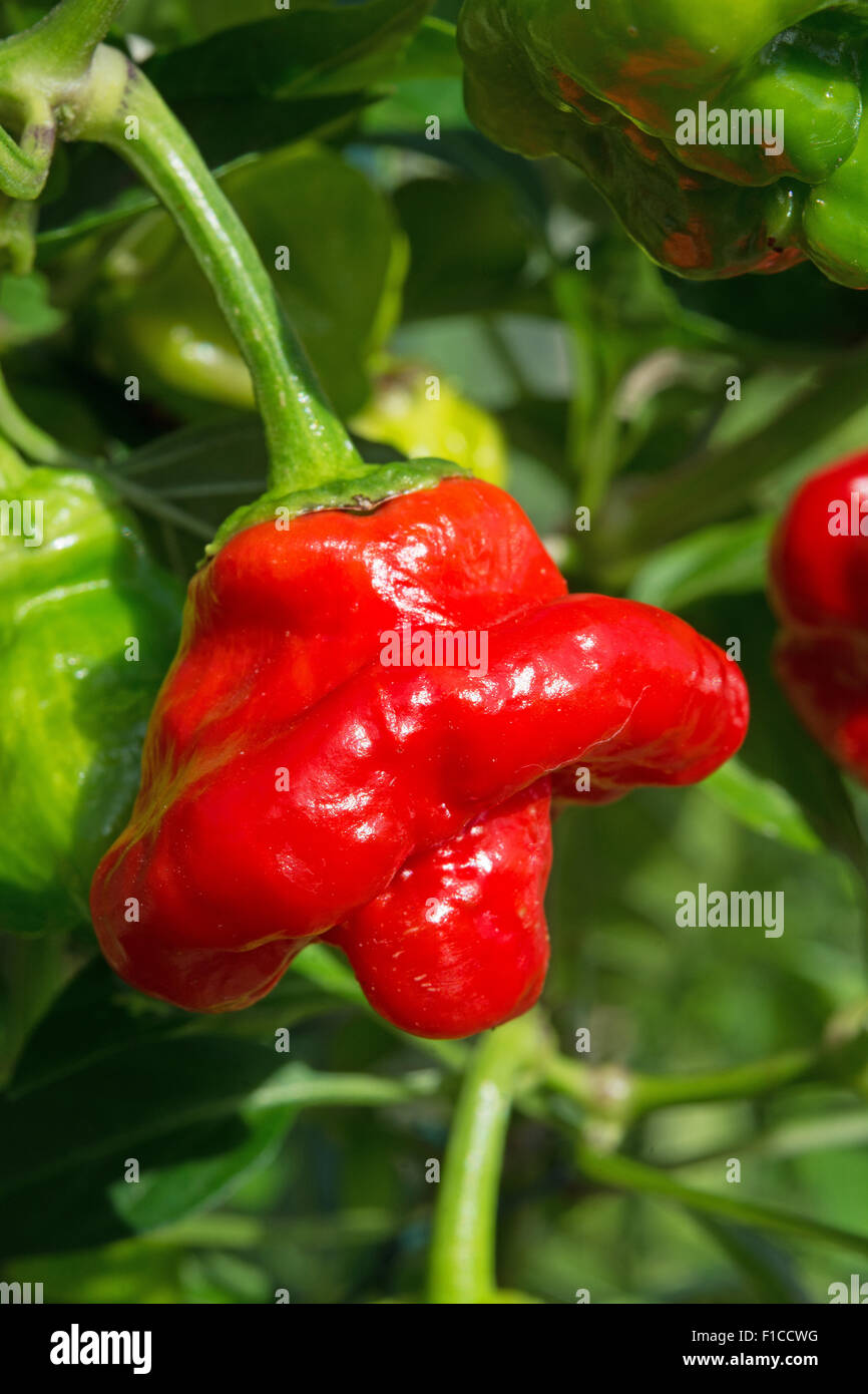 Un piment Scotch Bonnet (Capsicum chinense), avec sa forme de Tam O'Shanter. UK, 2015. Banque D'Images