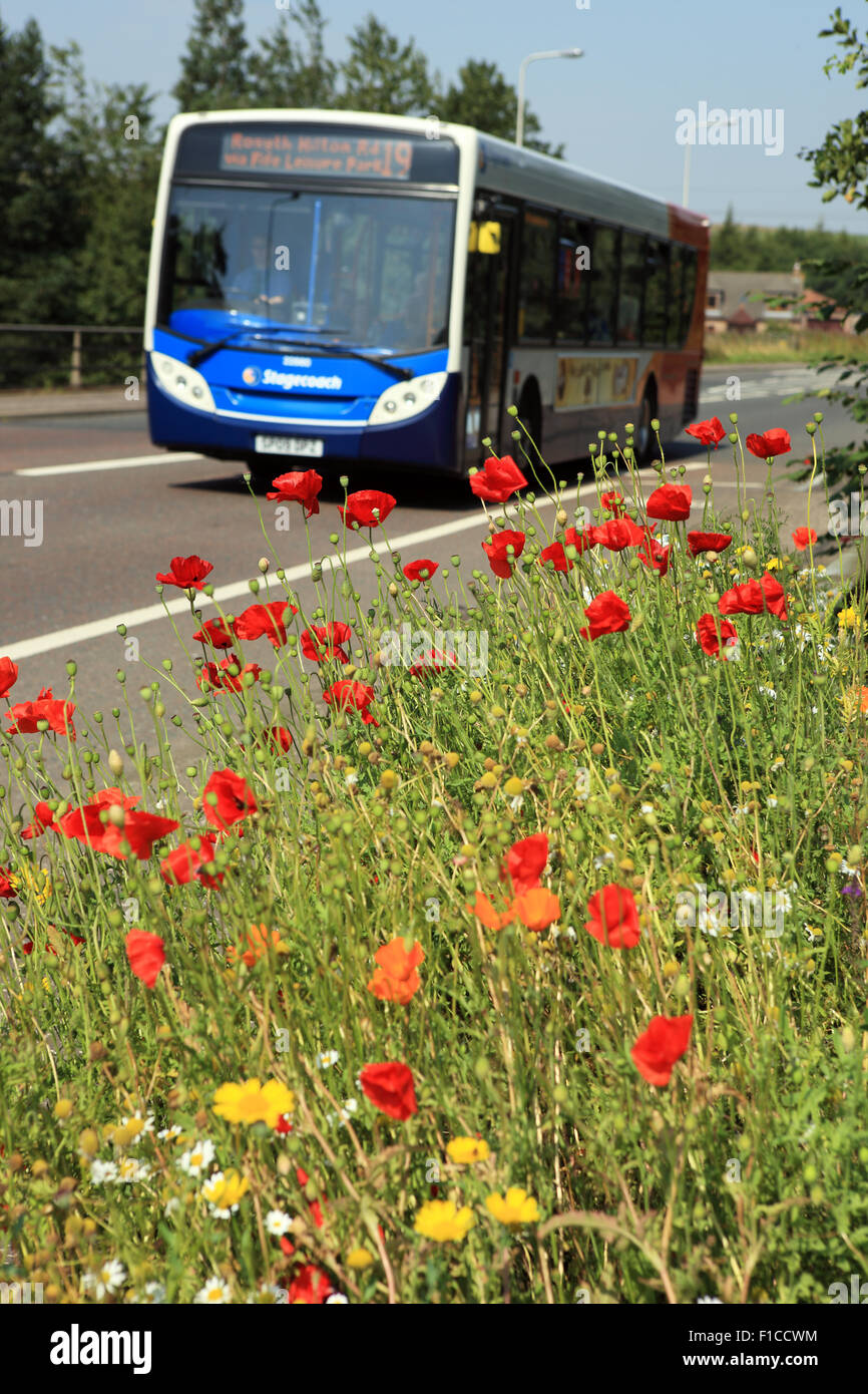 Fleurs sauvages au bord d'une route en Ecosse pour encourager la faune. Banque D'Images