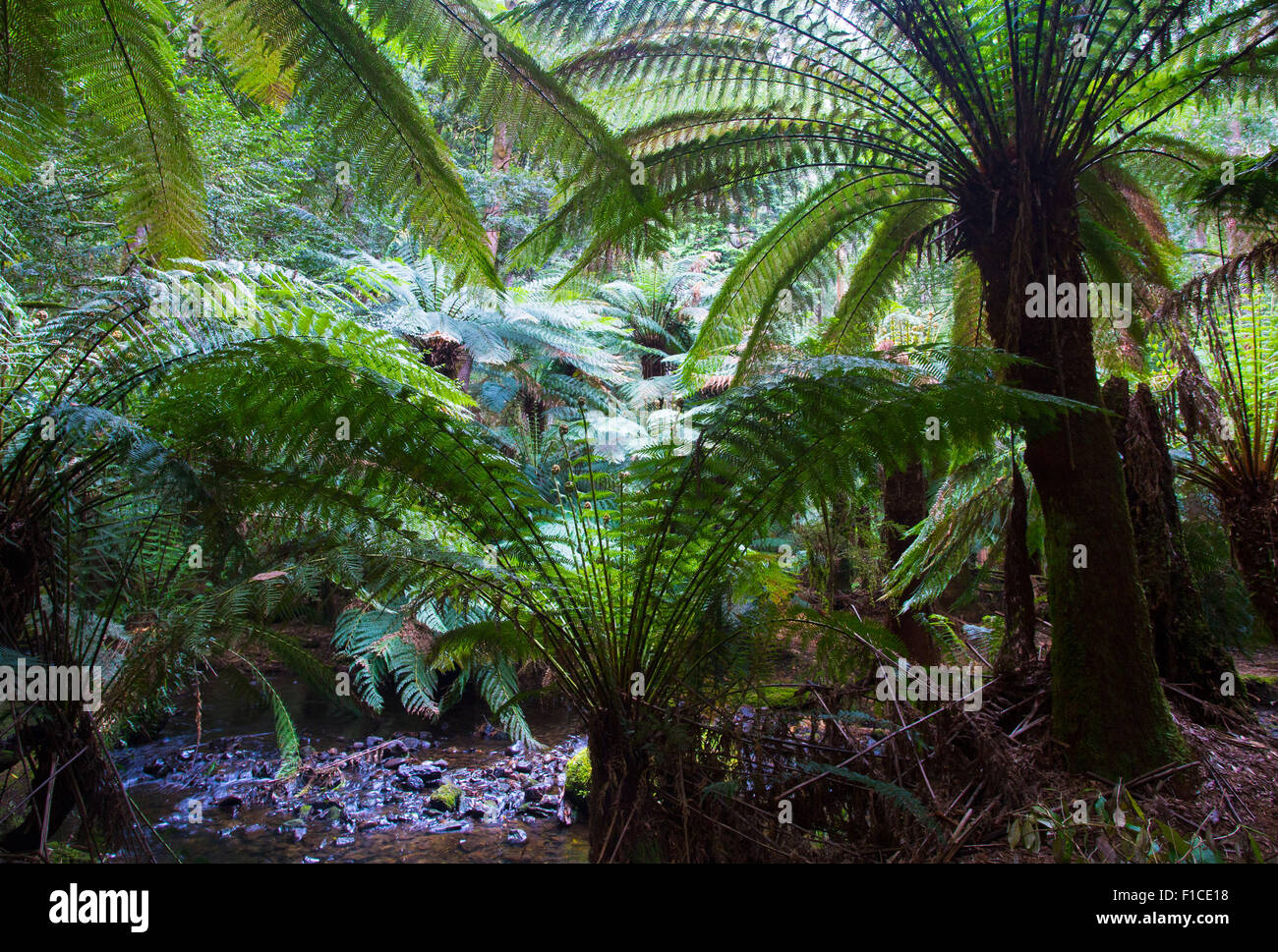Les fougères arborescentes (Dicksonia antarctica), Mount Field National Park, Tasmanie, Australie Banque D'Images