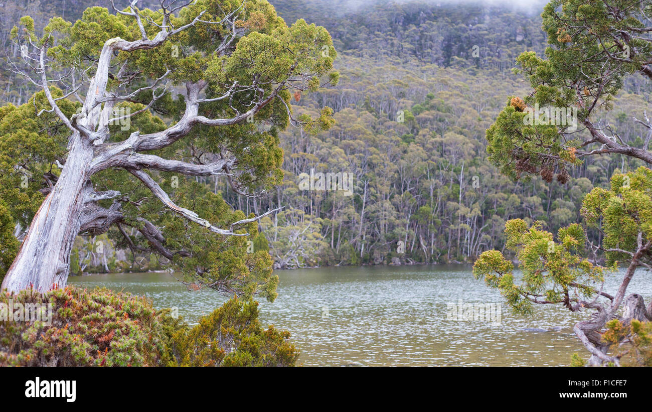 Athrotaxis cupressoides (Pencil Pine) et la végétation alpine le long de la rive du lac Dobson, Mount Field National Park, Tasmanie, Banque D'Images