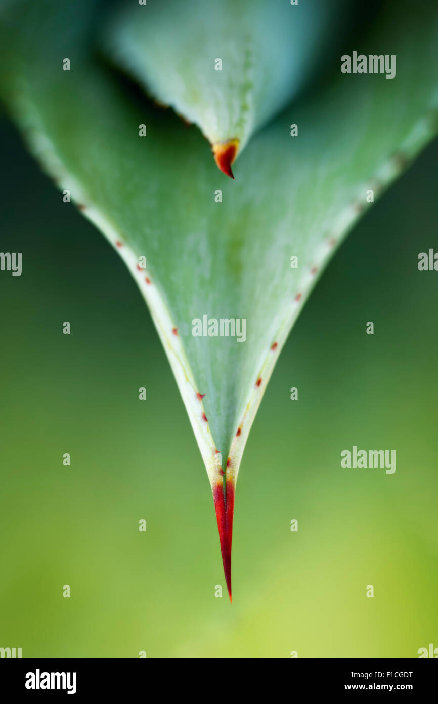 Vue rapprochée de l'aloès les feuilles des plantes et les épines d'en haut Banque D'Images