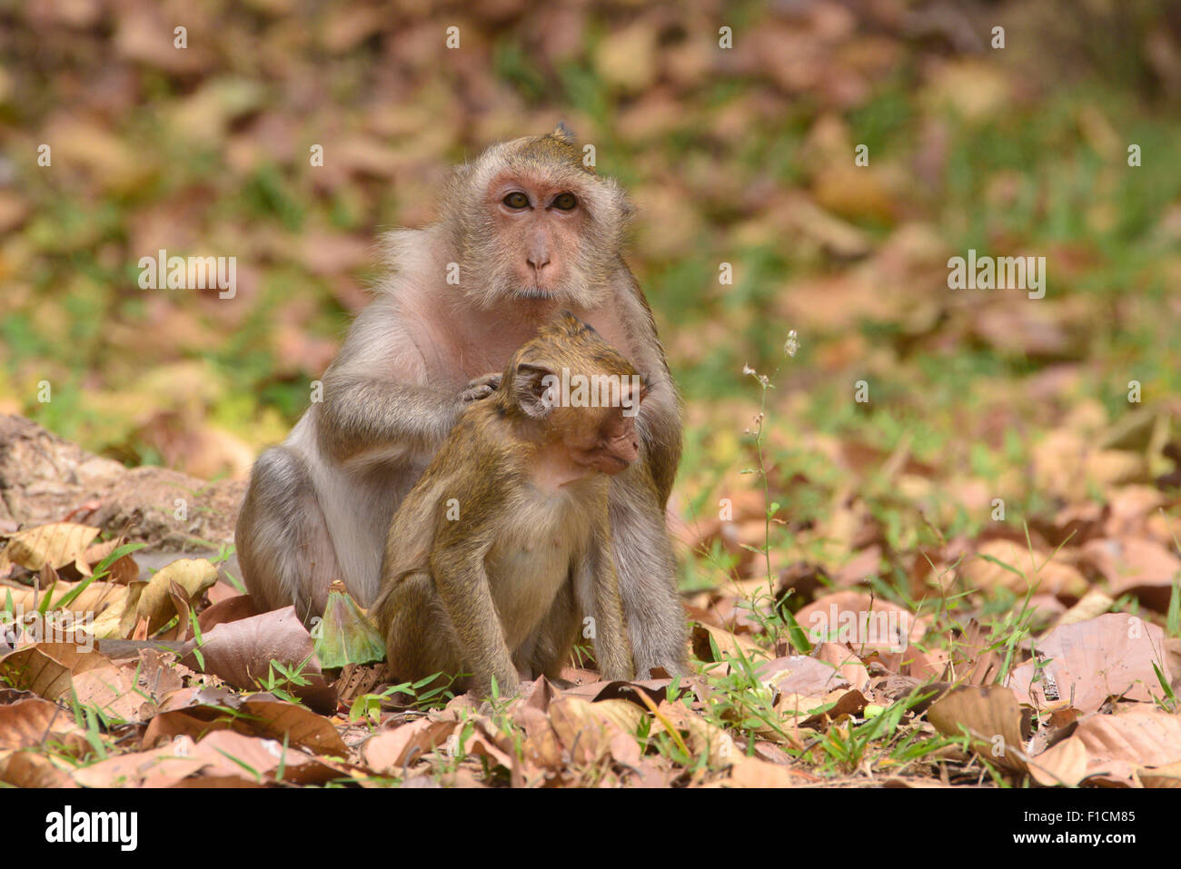 Les poux du Picking mère bébé singe Banque D'Images