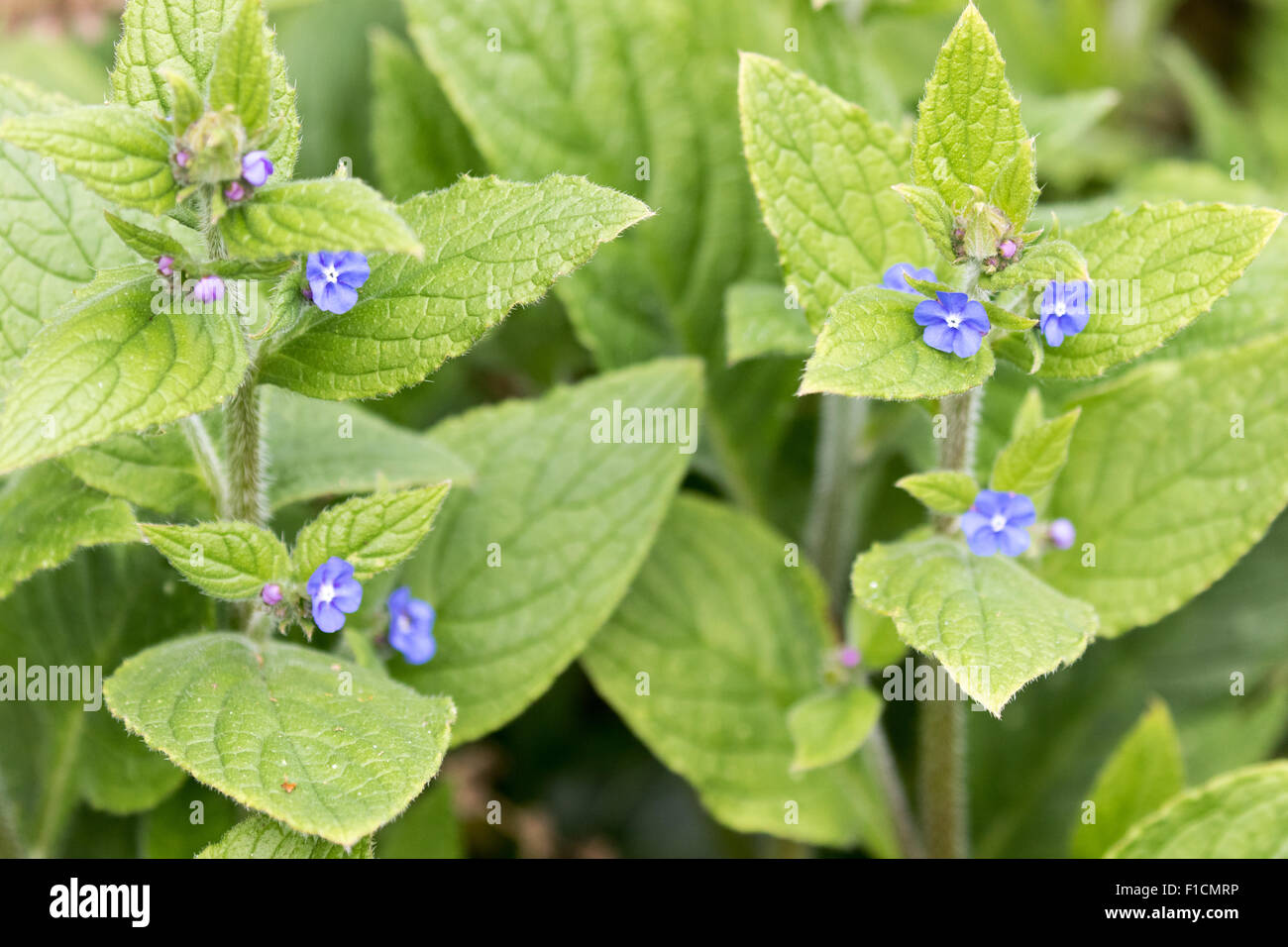 Pentaglottis sempervirens, Vert Orcanette, fleurs sauvages vivaces. Banque D'Images