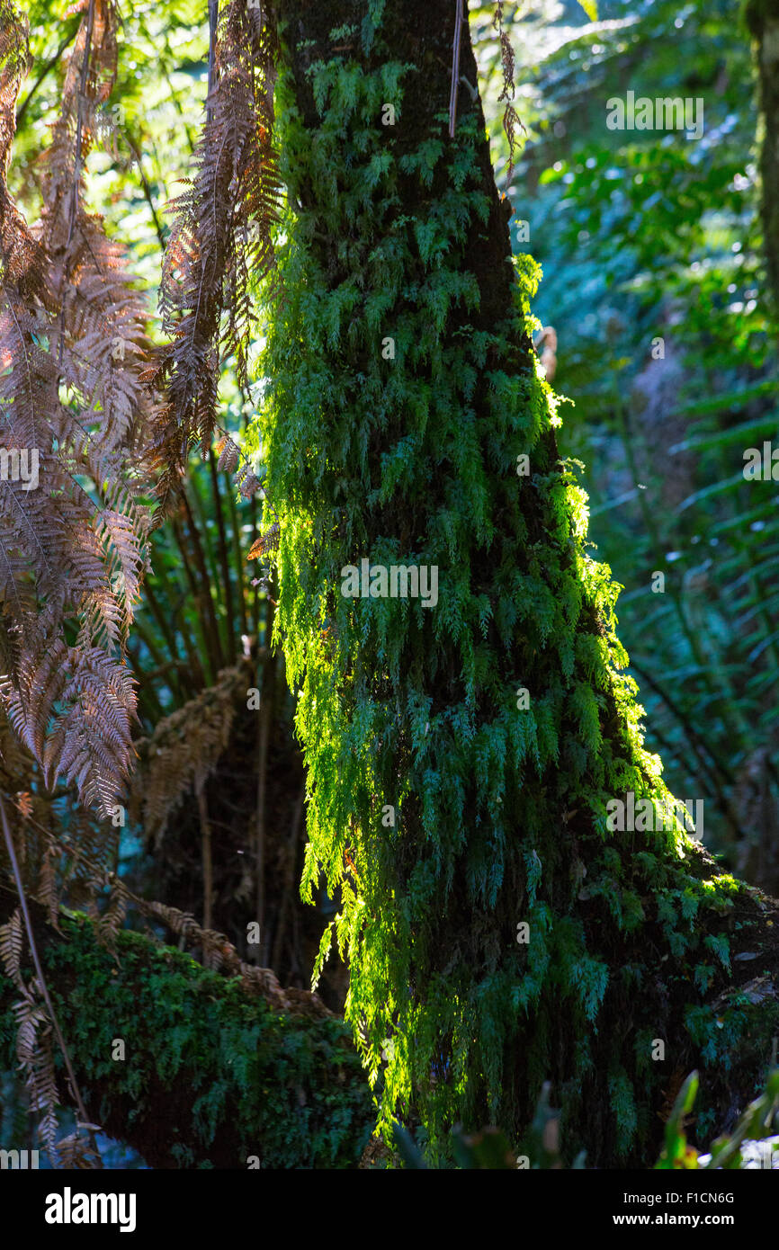 Les petites fougères épiphytes poussant sur le tronc d'une fougère arborescente (Dicksonia antarctica), Tasmanie, Australie Banque D'Images