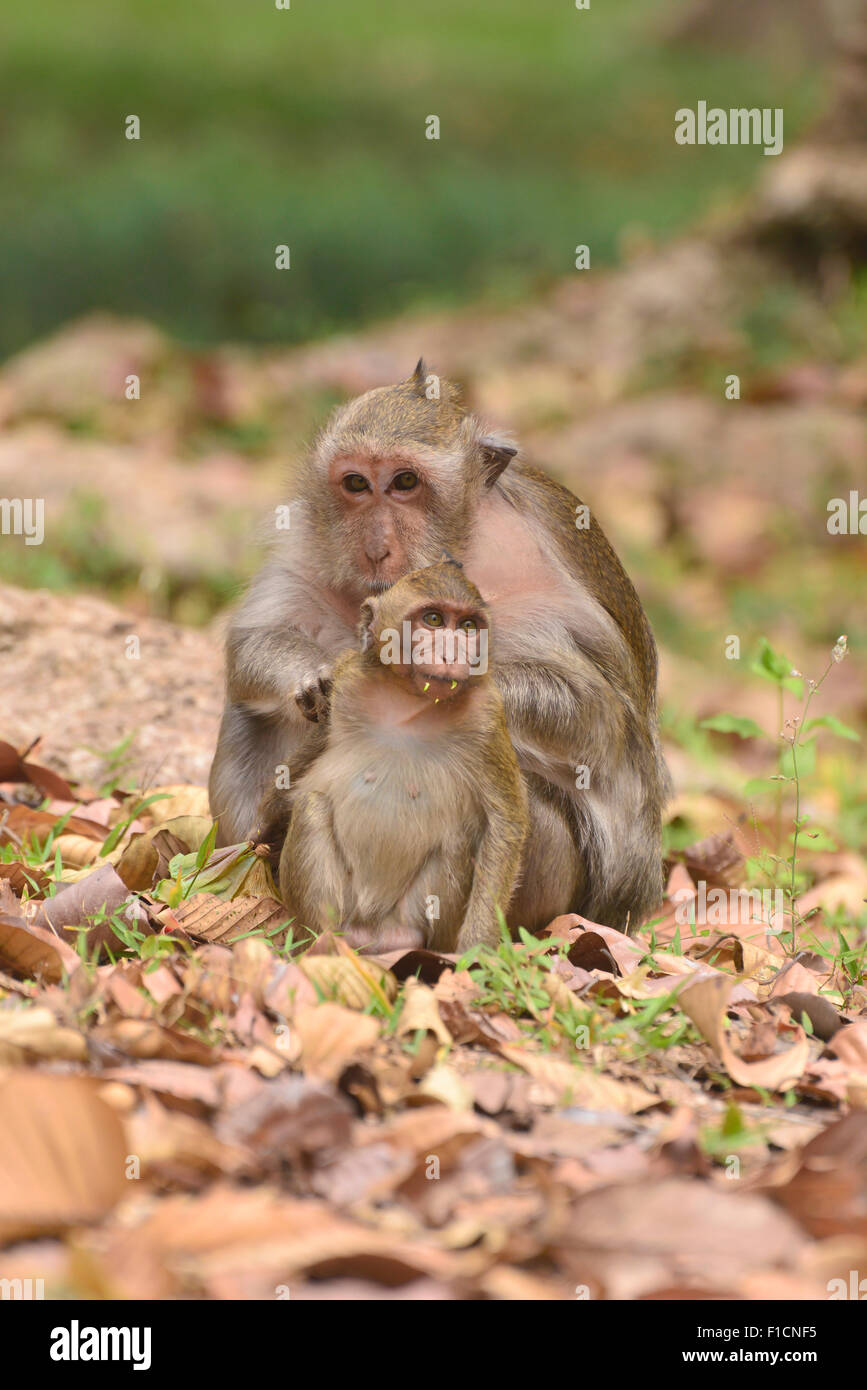 Cueillette de singe Les poux du bébé singe Banque D'Images