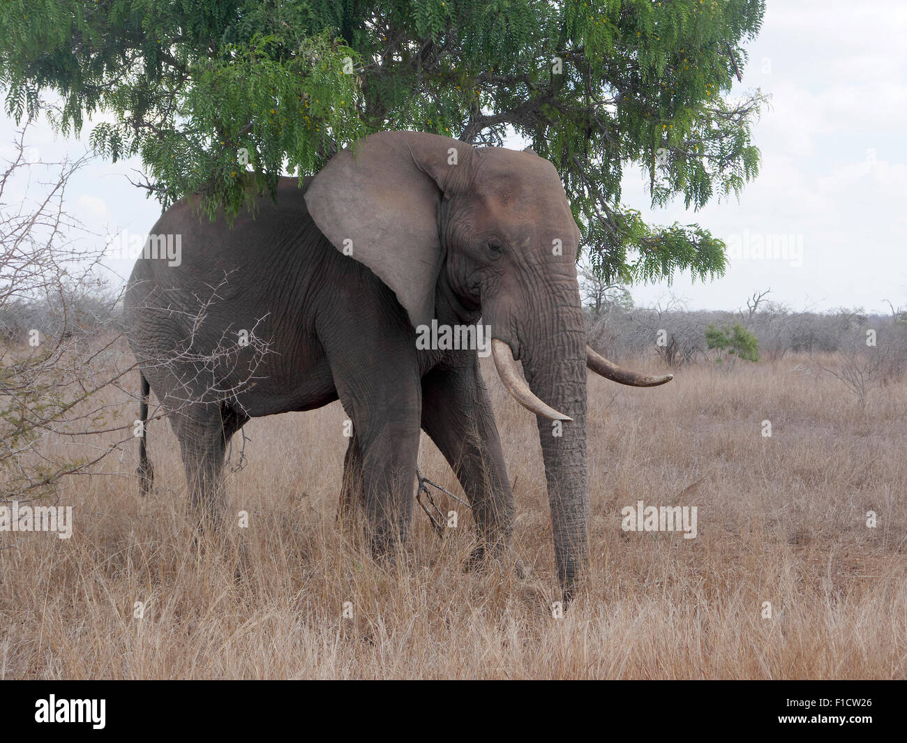 L'éléphant d'Afrique, Loxodonta africana, Afrique du Sud, août 2015 Banque D'Images