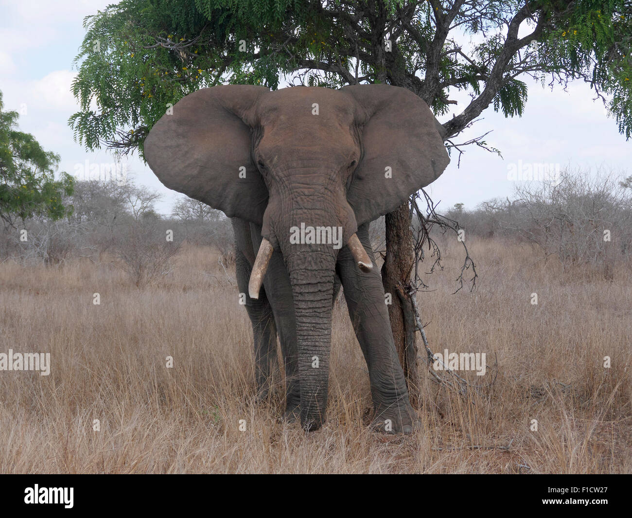 L'éléphant d'Afrique, Loxodonta africana, Afrique du Sud, août 2015 Banque D'Images
