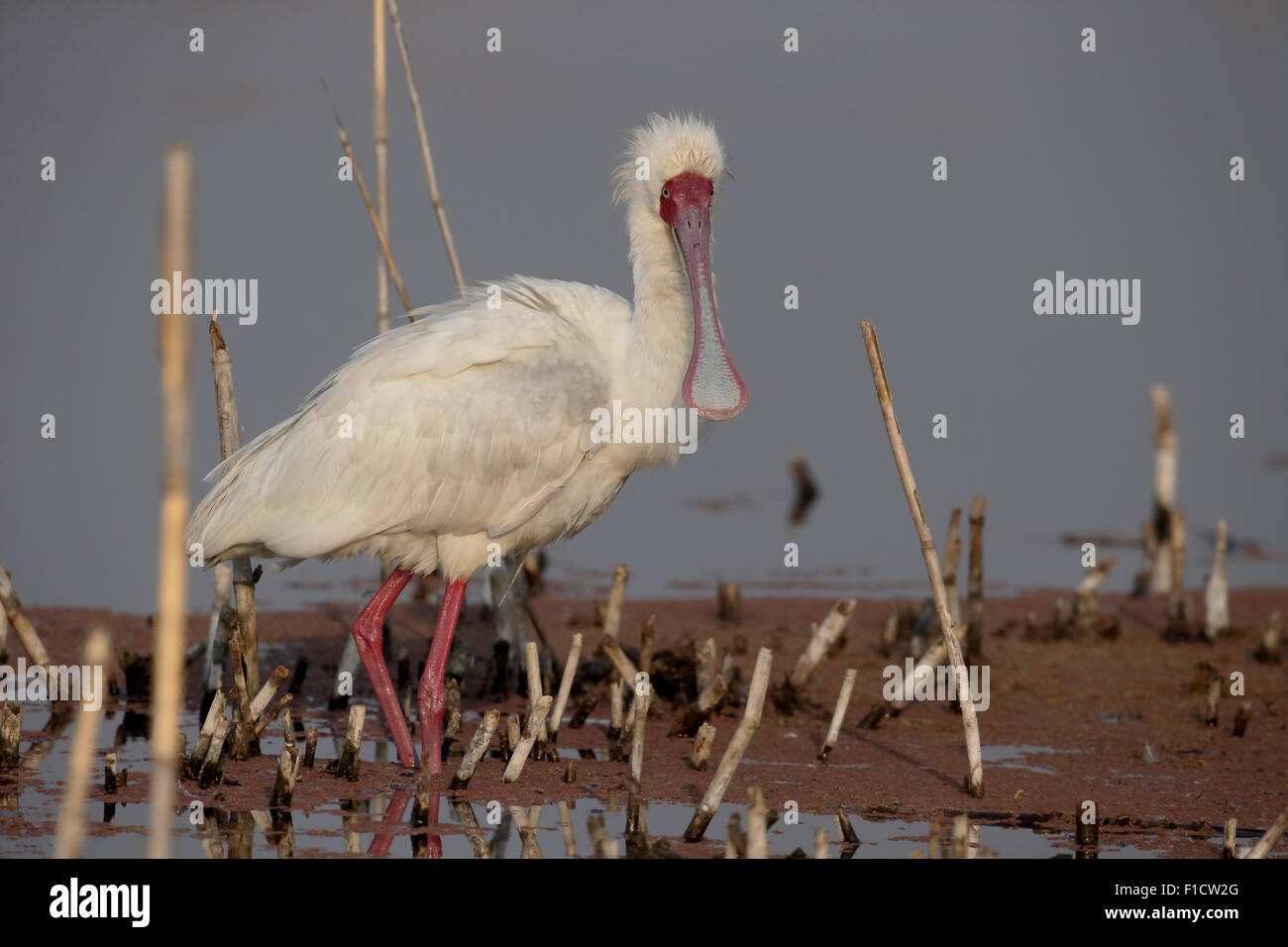 Spatule d'Afrique Platalea alba,, seul oiseau dans l'eau, l'Afrique du Sud, août 2015 Banque D'Images
