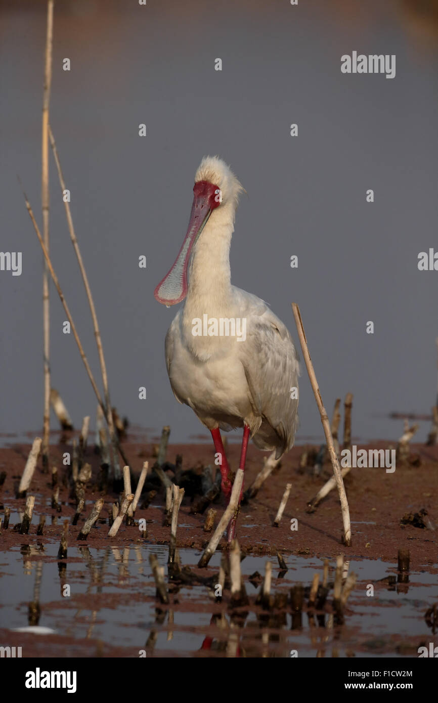 Spatule d'Afrique Platalea alba,, seul oiseau dans l'eau, l'Afrique du Sud, août 2015 Banque D'Images