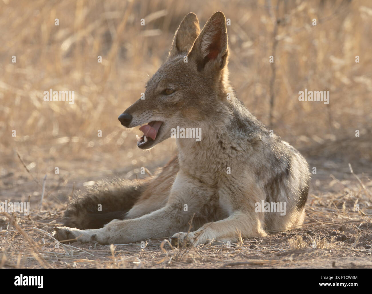 Le chacal à dos noir, Canis mesomelas, mammifère unique couché, Afrique du Sud, août 2015 Banque D'Images