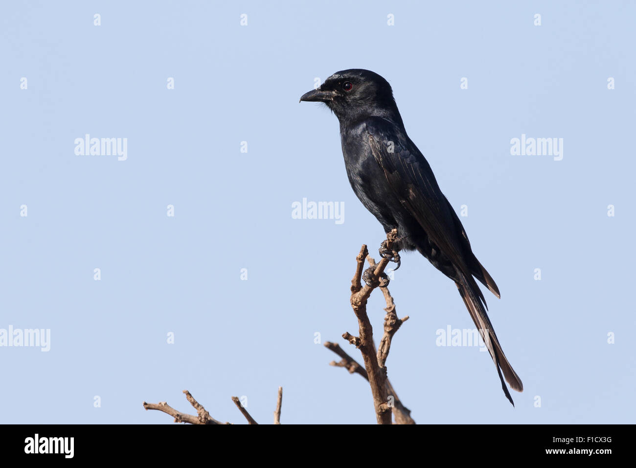 Fork-tailed drongo, Dicrurus adsimilis, seul oiseau sur la branche, Afrique du Sud, août 2015 Banque D'Images