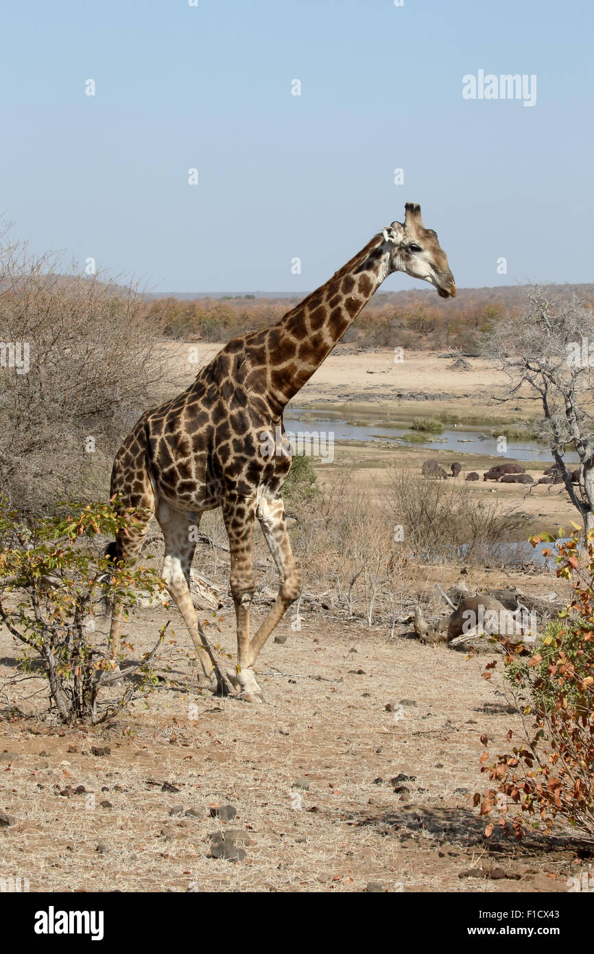 Girafe, Giraffa camelopardalis, seul mammifère, Afrique du Sud, août 2015 Banque D'Images