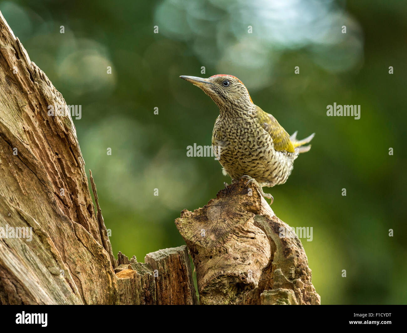 Pic Vert Européen juvénile (Picus viridis) en quête de bois naturel à la campagne. Beau, unique. Banque D'Images